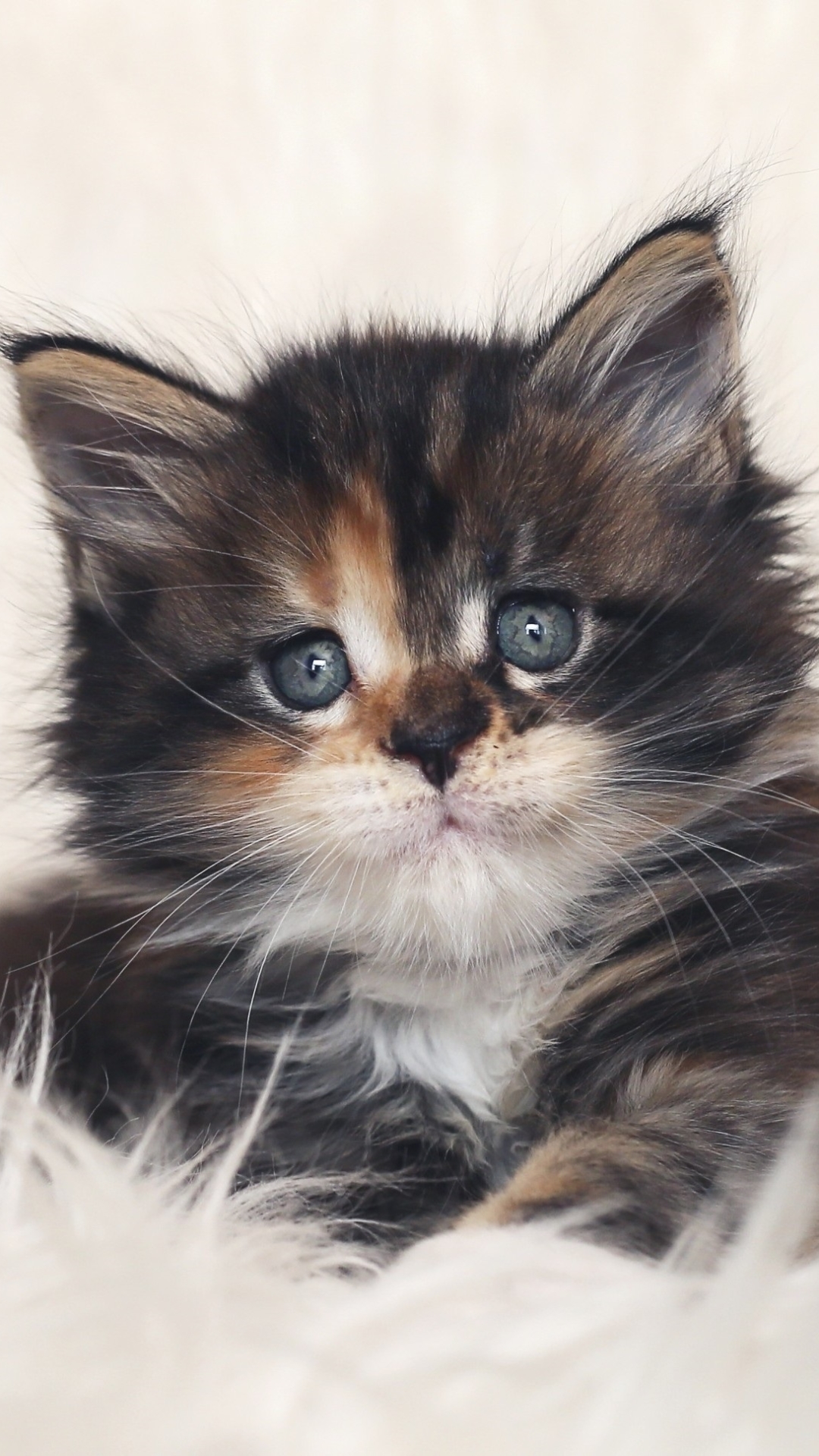 無料モバイル壁紙動物, ネコ, 猫, ふわふわ, 子猫, 可愛いをダウンロードします。