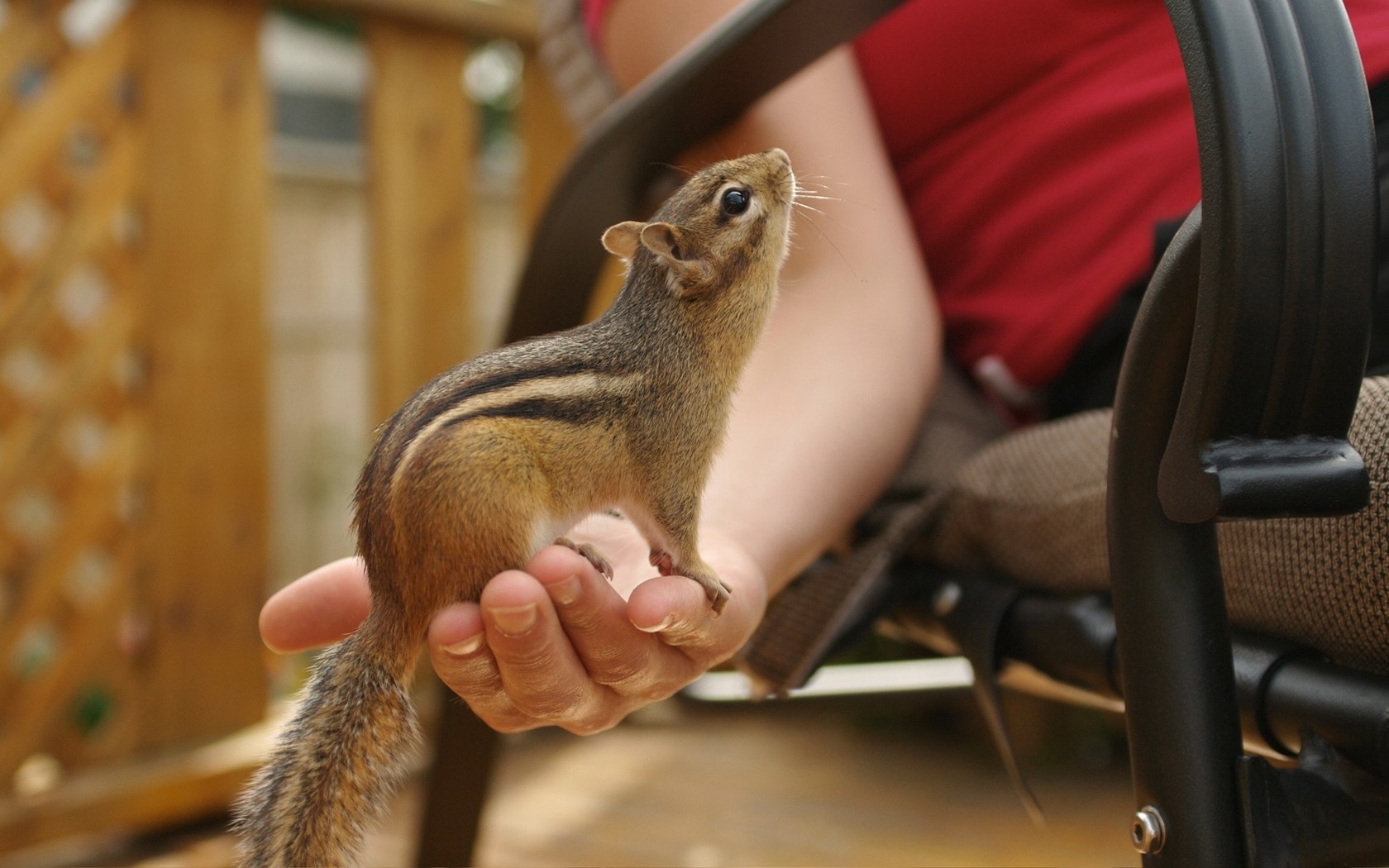Laden Sie das Tiere, Streifenhörnchen-Bild kostenlos auf Ihren PC-Desktop herunter