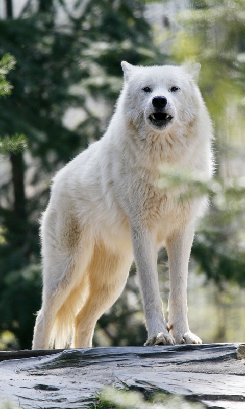 無料モバイル壁紙動物, オオカミ, 狼, 白いオオカミをダウンロードします。