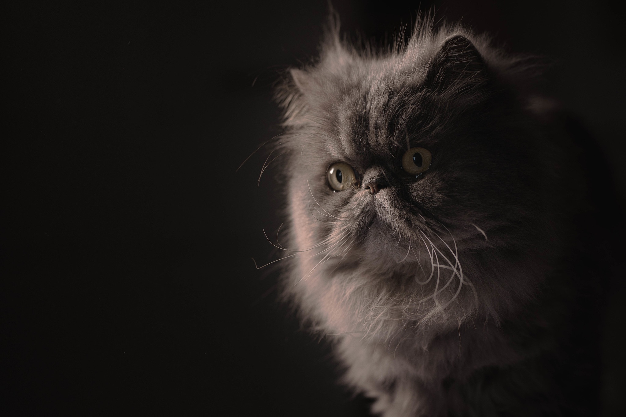 Free download wallpaper Cats, Animal, Persian Cat on your PC desktop
