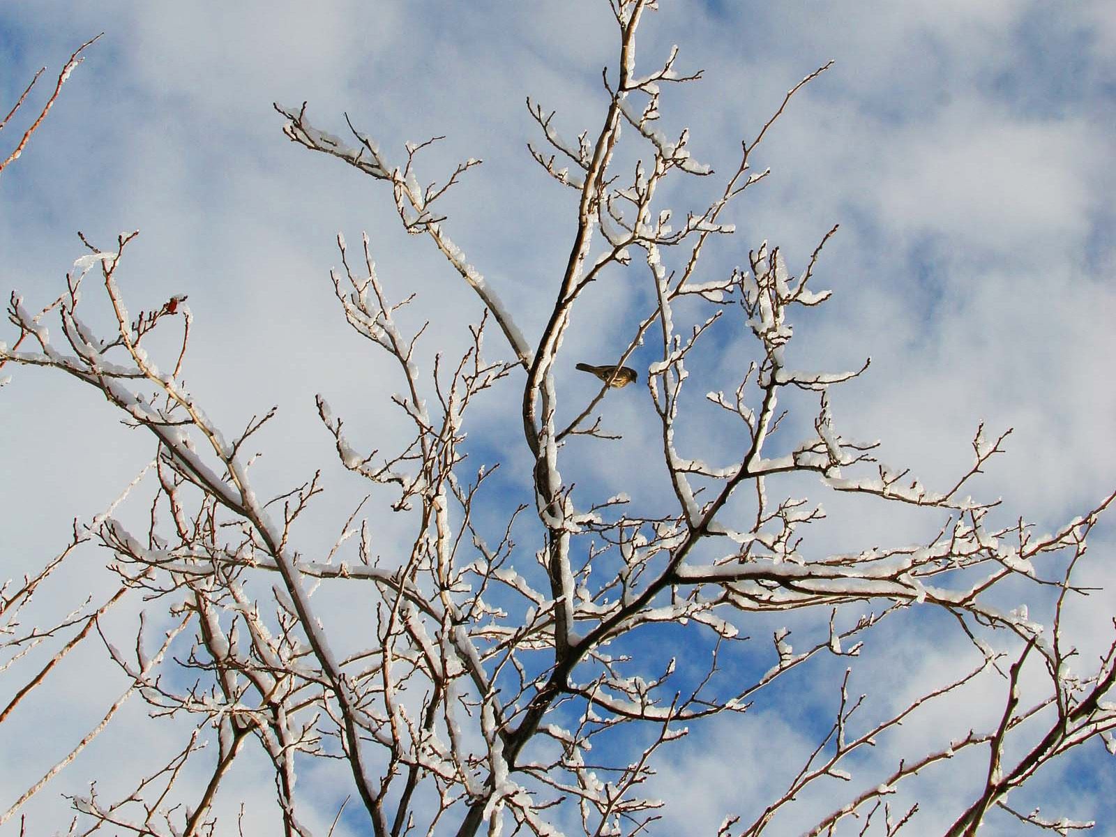 Download mobile wallpaper Branches, Nature, Wood, Branch, Snow, Tree, Winter, Birds for free.