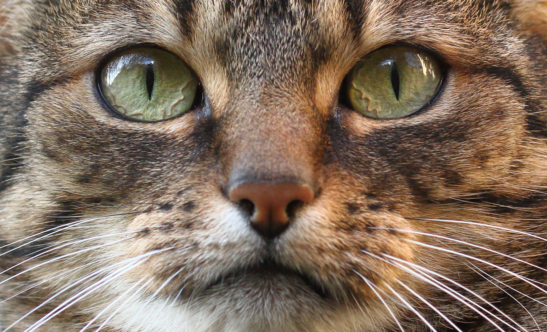 Descarga gratuita de fondo de pantalla para móvil de Animales, Gatos, Gato, Bozal, Macrofotografía.