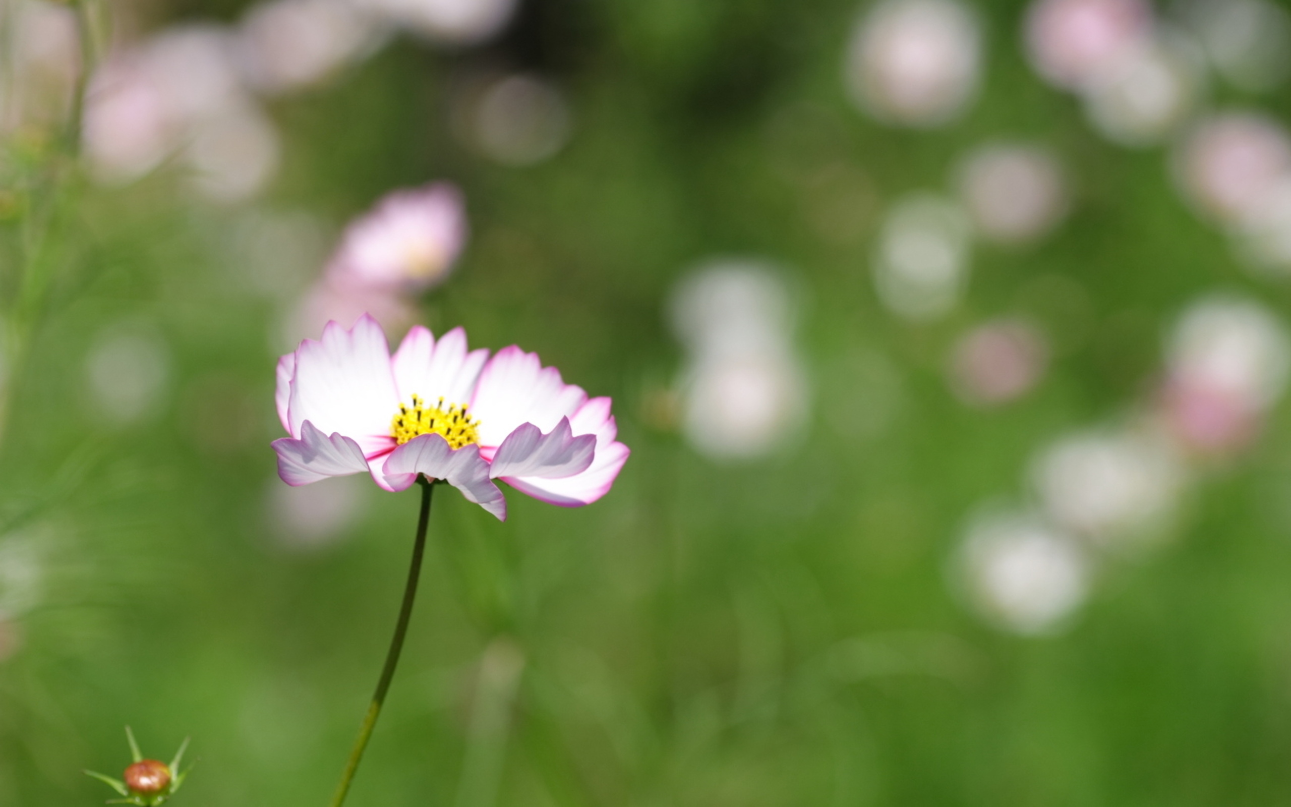 PCデスクトップにフラワーズ, 花, 地球画像を無料でダウンロード