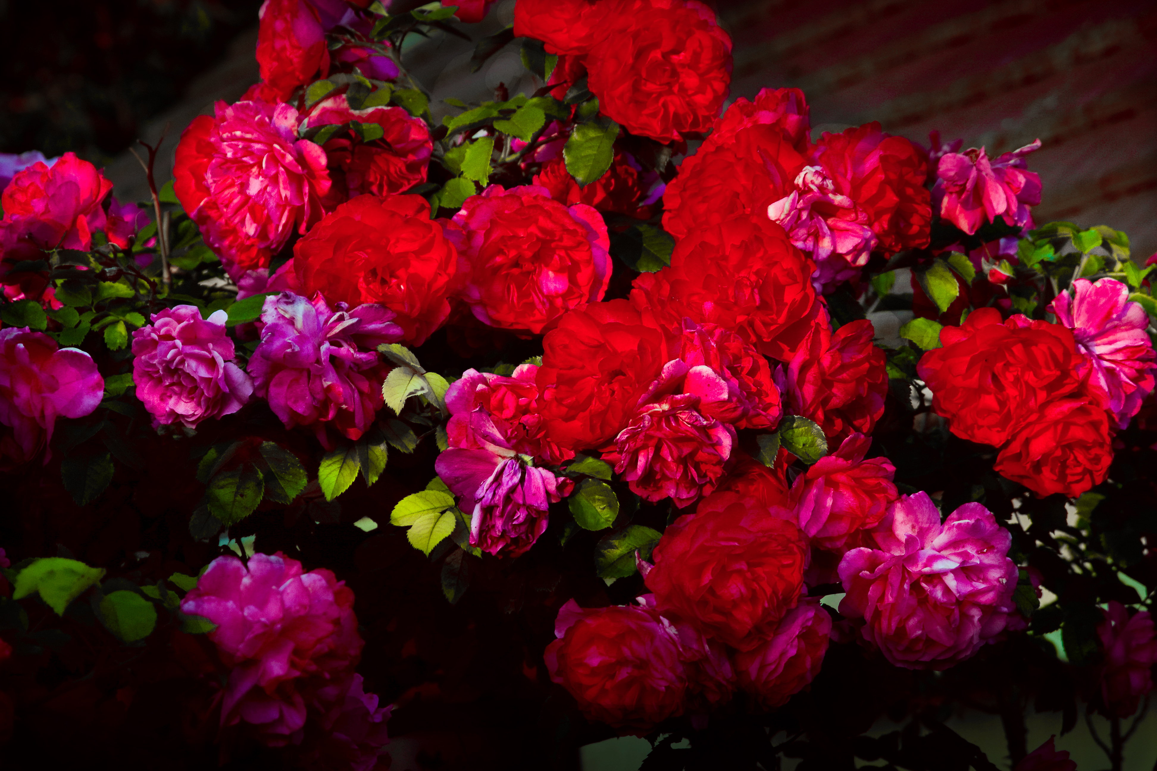 Скачать картинку Цветок, Роза, Пион, Фиолетовый Цветок, Красный Цветок, Земля/природа, Флауэрсы в телефон бесплатно.