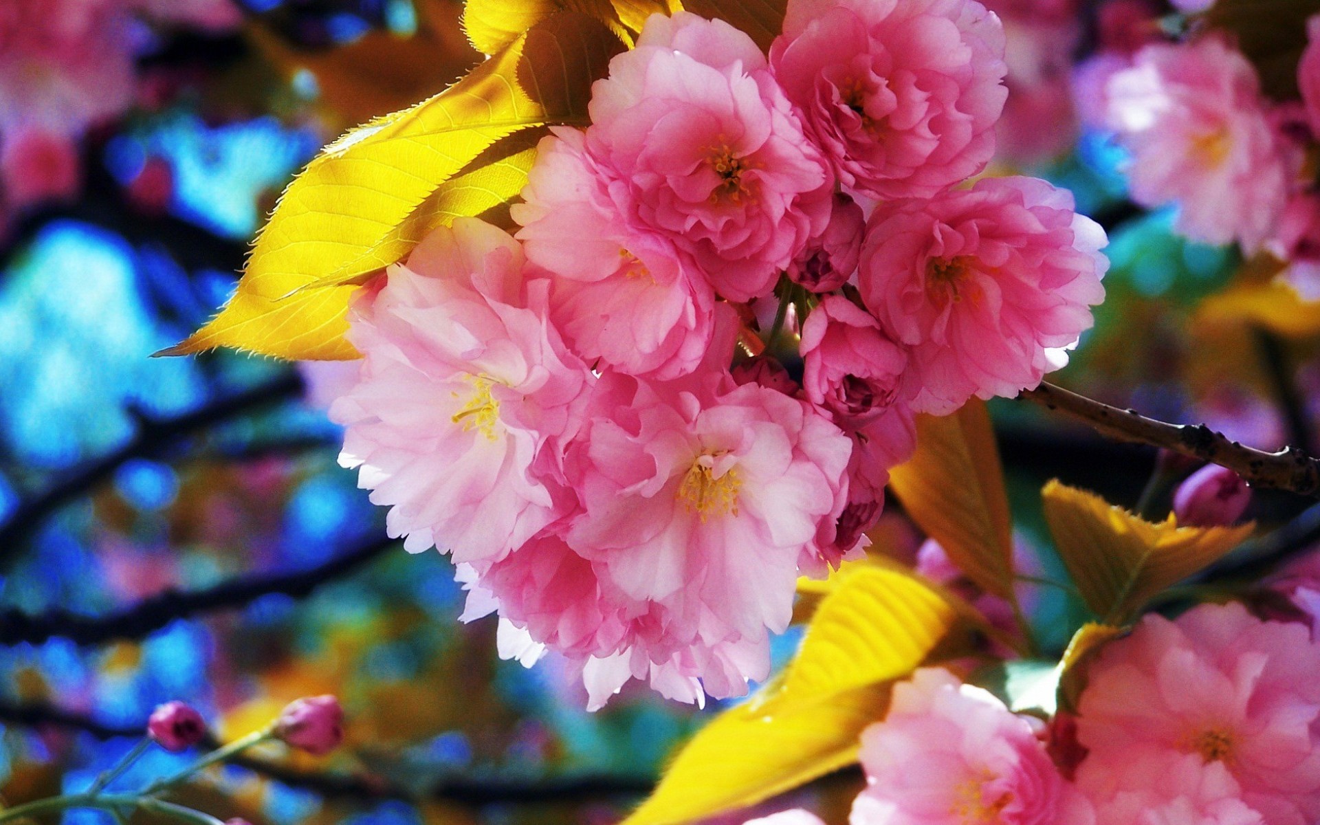 Handy-Wallpaper Sakura, Erde/natur kostenlos herunterladen.