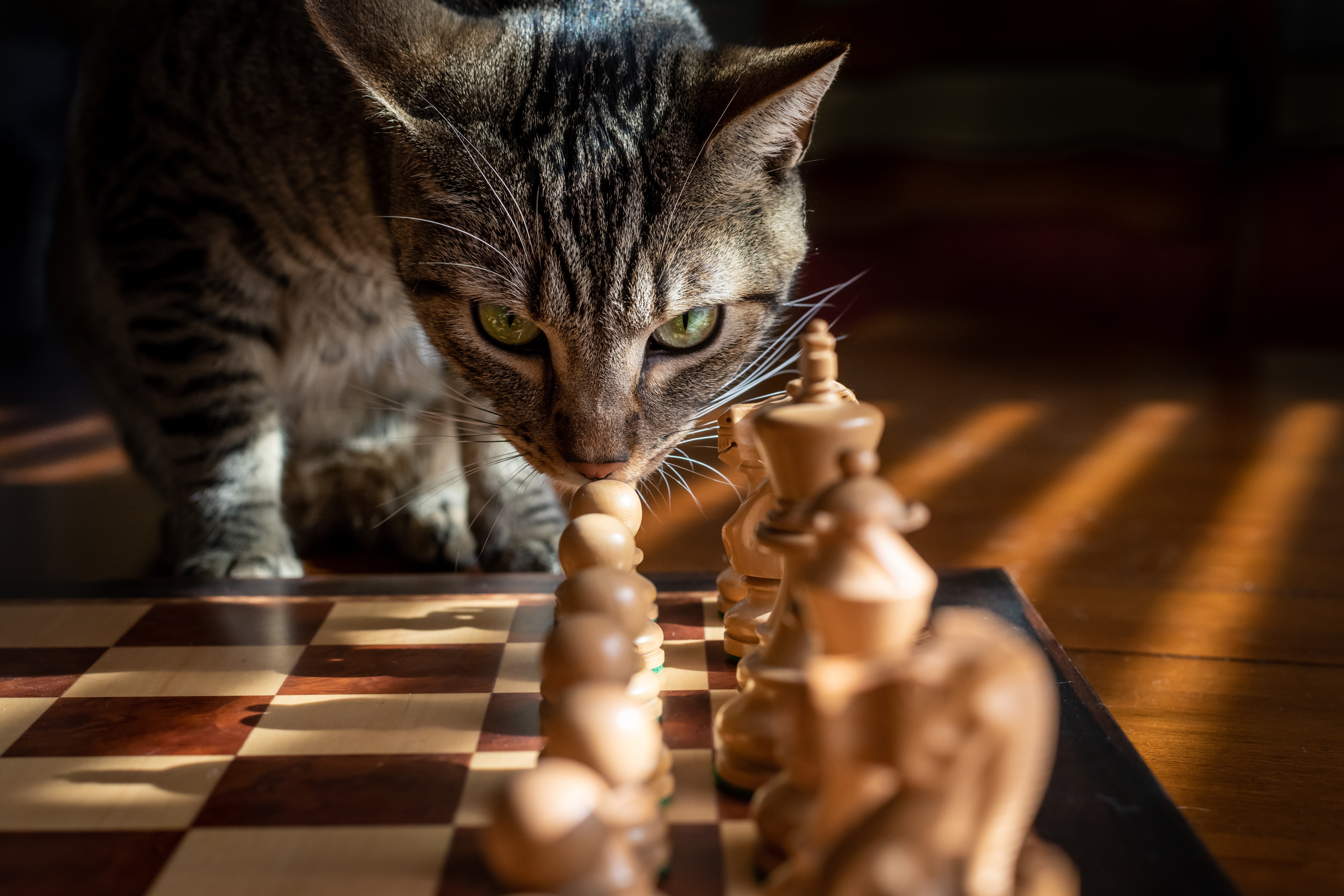 Laden Sie das Tiere, Katzen, Katze, Schach-Bild kostenlos auf Ihren PC-Desktop herunter