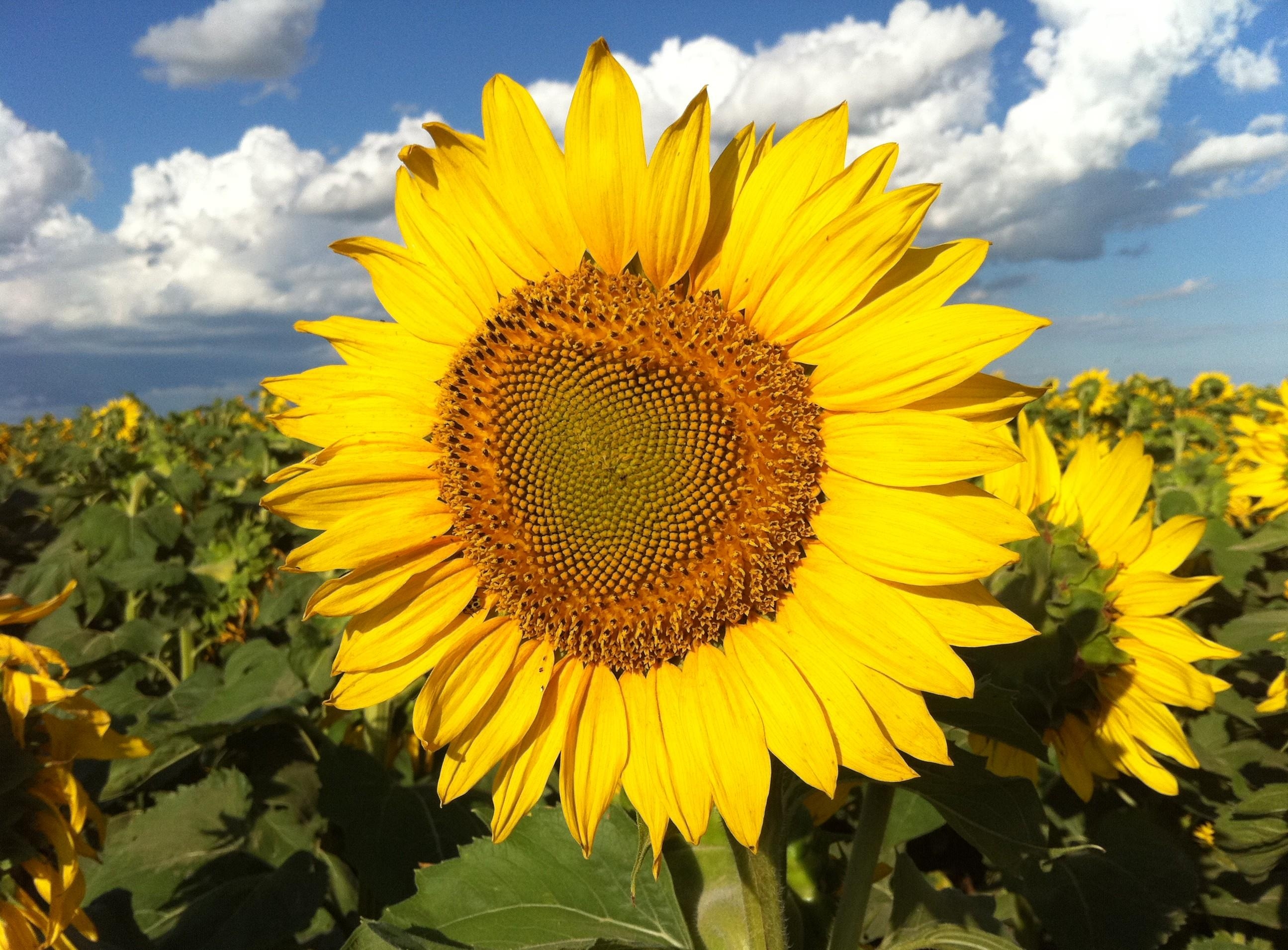 Free download wallpaper Flowers, Sky, Clouds, Shine, Light, Field, Sunflowers on your PC desktop