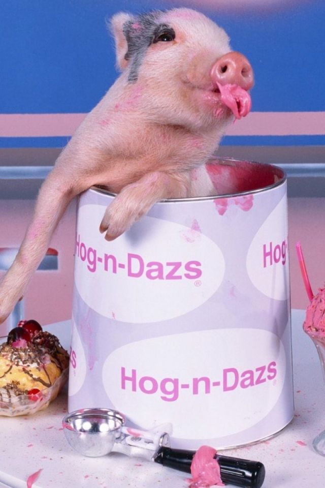 Handy-Wallpaper Tiere, Schwein, Eiscreme kostenlos herunterladen.