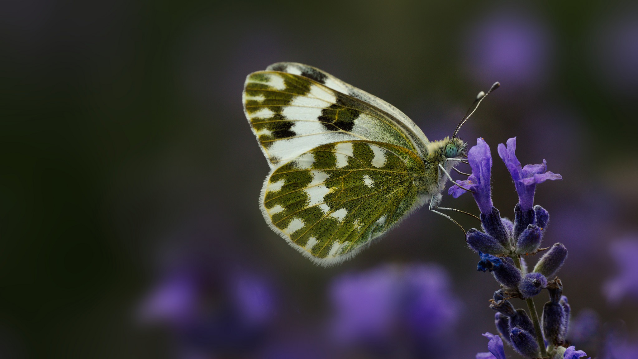 Laden Sie das Tiere, Schmetterlinge, Blume, Makro, Insekt, Lila Blume-Bild kostenlos auf Ihren PC-Desktop herunter