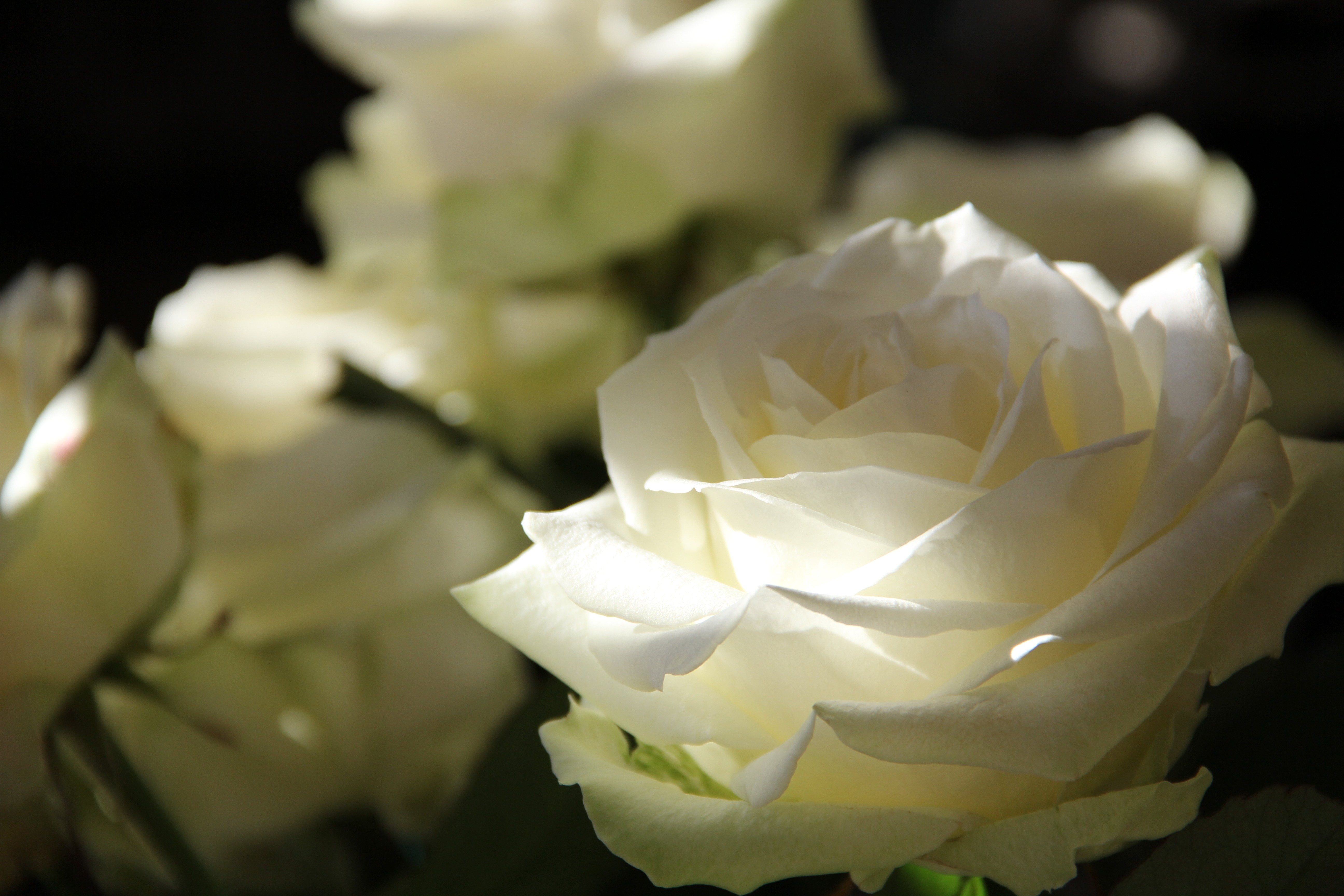 Free download wallpaper Roses, Bud, Flowers, Petals on your PC desktop