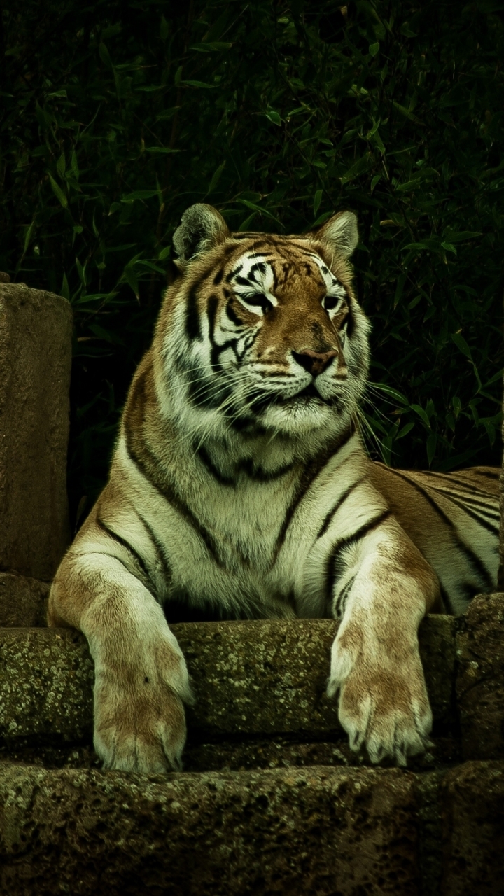 Descarga gratuita de fondo de pantalla para móvil de Animales, Gatos, Tigre.