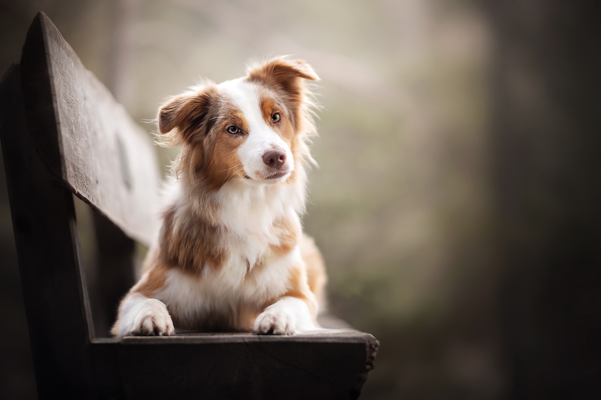 479810 Bildschirmschoner und Hintergrundbilder Hunde auf Ihrem Telefon. Laden Sie  Bilder kostenlos herunter