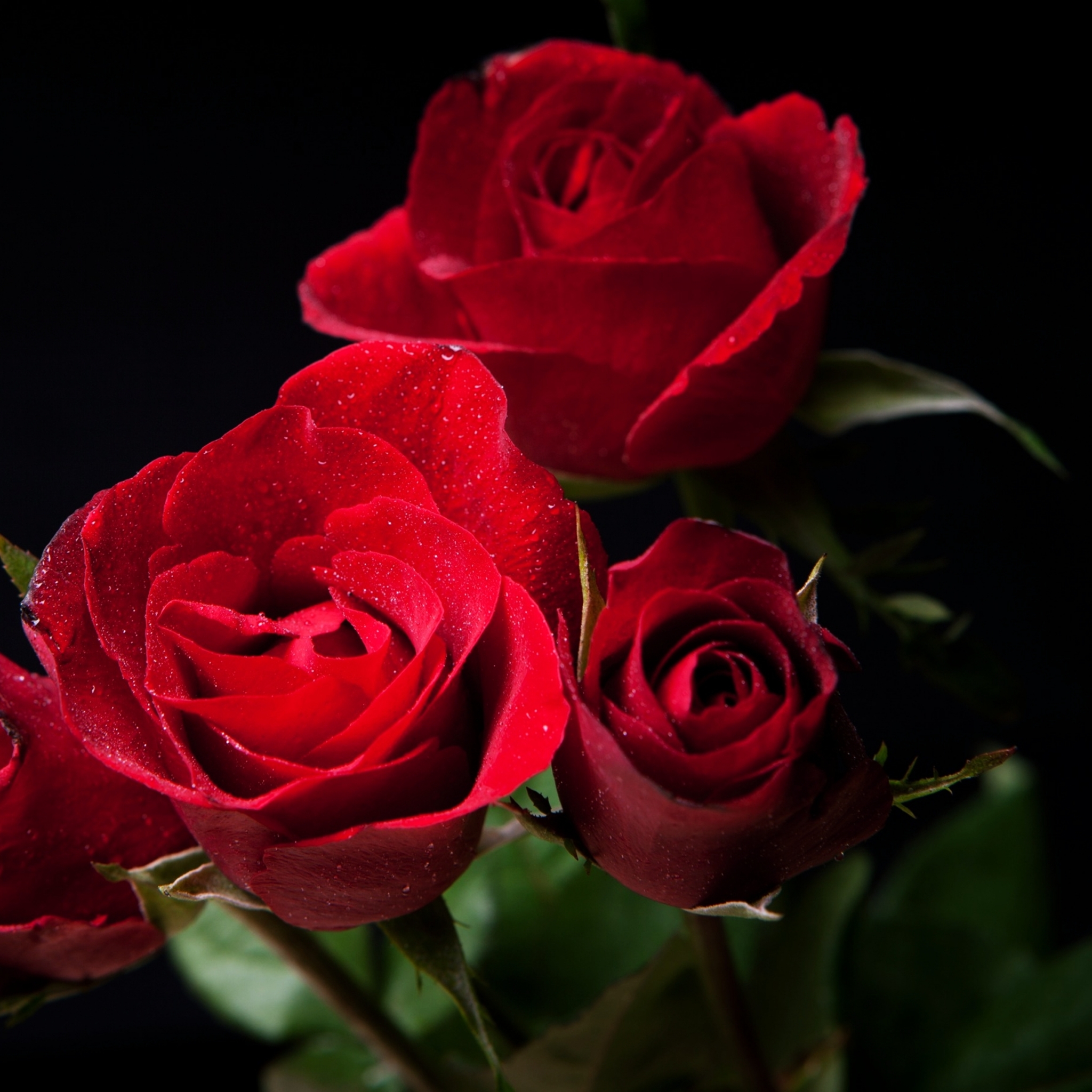 Descarga gratis la imagen Naturaleza, Flores, Rosa, Flor, Rosa Roja, Flor Roja, Tierra/naturaleza en el escritorio de tu PC