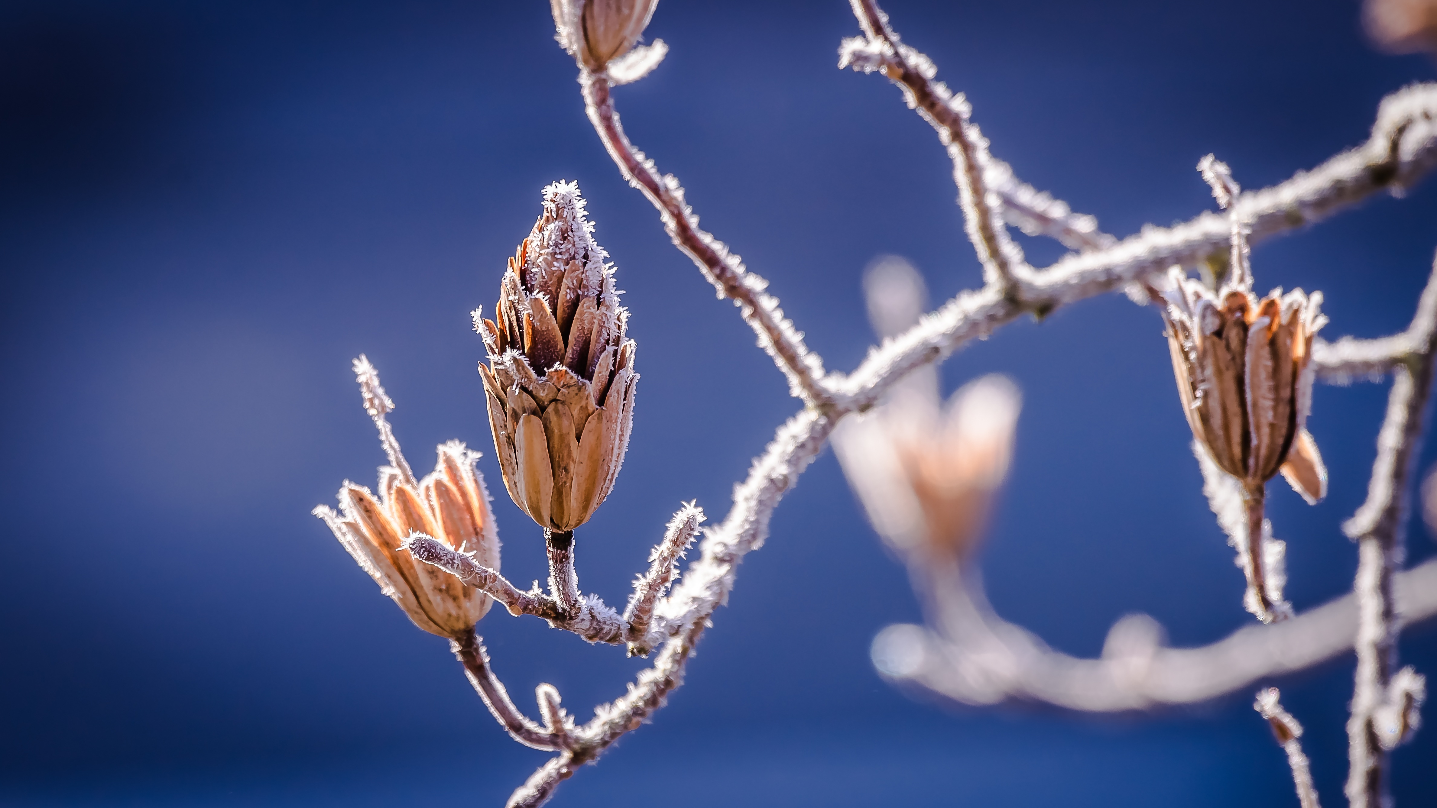 Free download wallpaper Branches, Hoarfrost, Nature, Frost, Flowers on your PC desktop