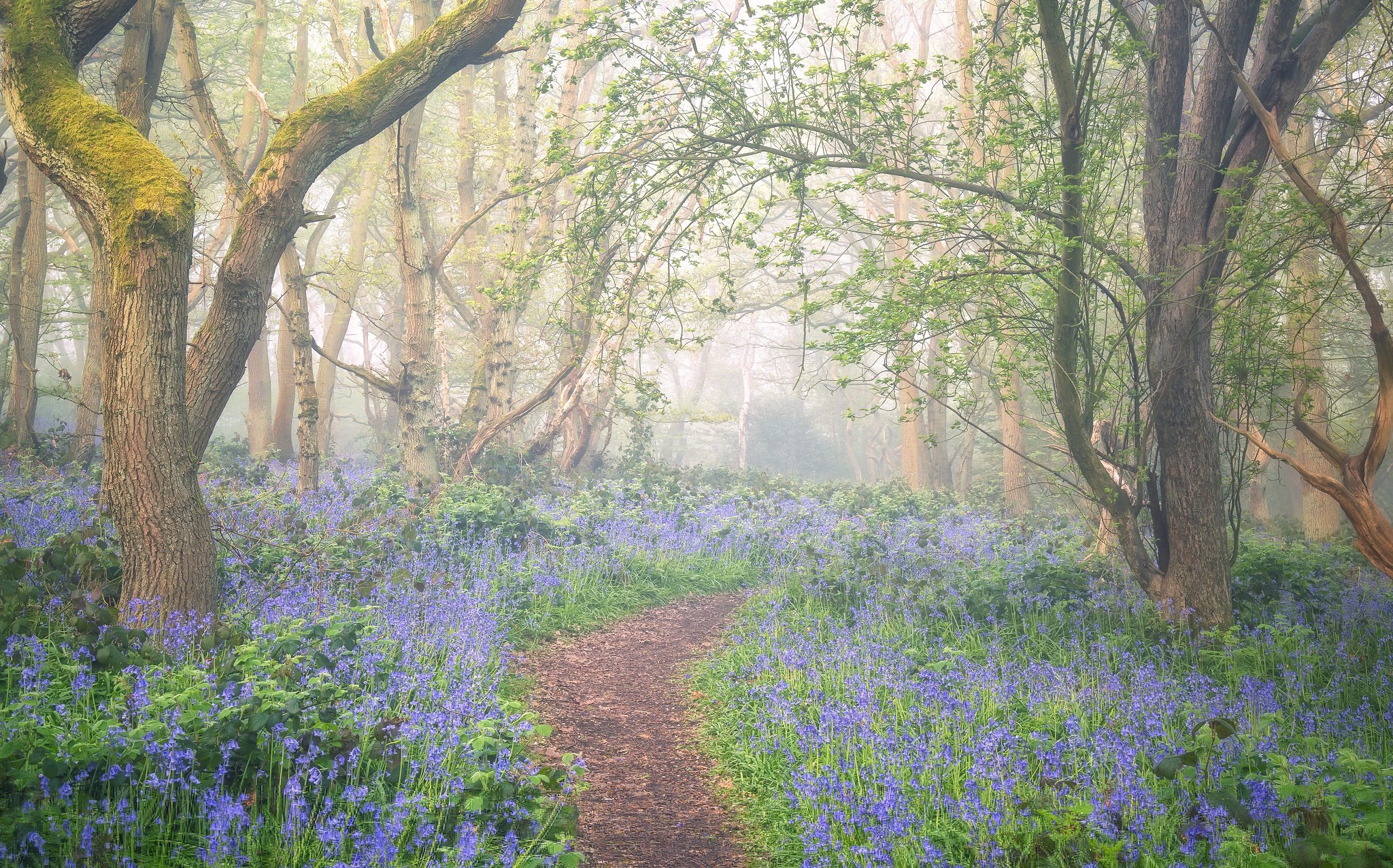 Download mobile wallpaper Nature, Flower, Forest, Fog, Earth, Path for free.