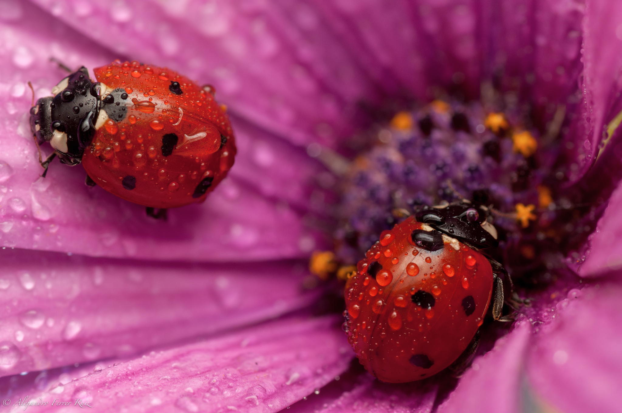 Download mobile wallpaper Flower, Macro, Close Up, Insect, Animal, Ladybug, Water Drop for free.