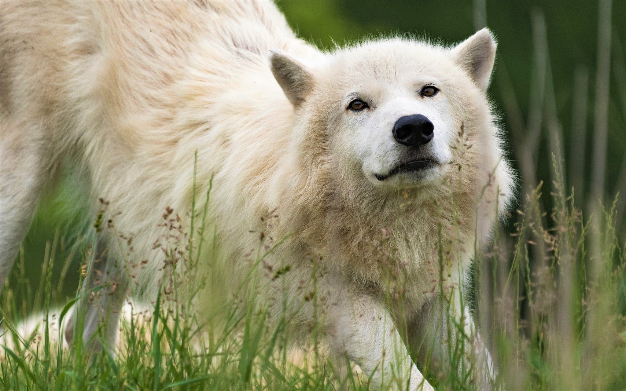 Скачать обои бесплатно Животные, Волки, Волк, Белый Волк картинка на рабочий стол ПК