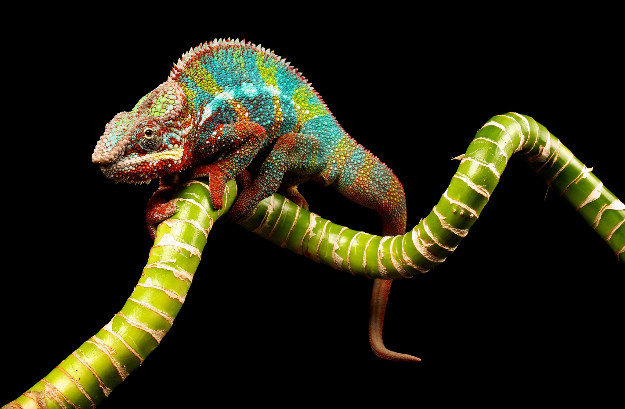 Free download wallpaper Branch, Color, Reptile, Chameleon, Animals on your PC desktop