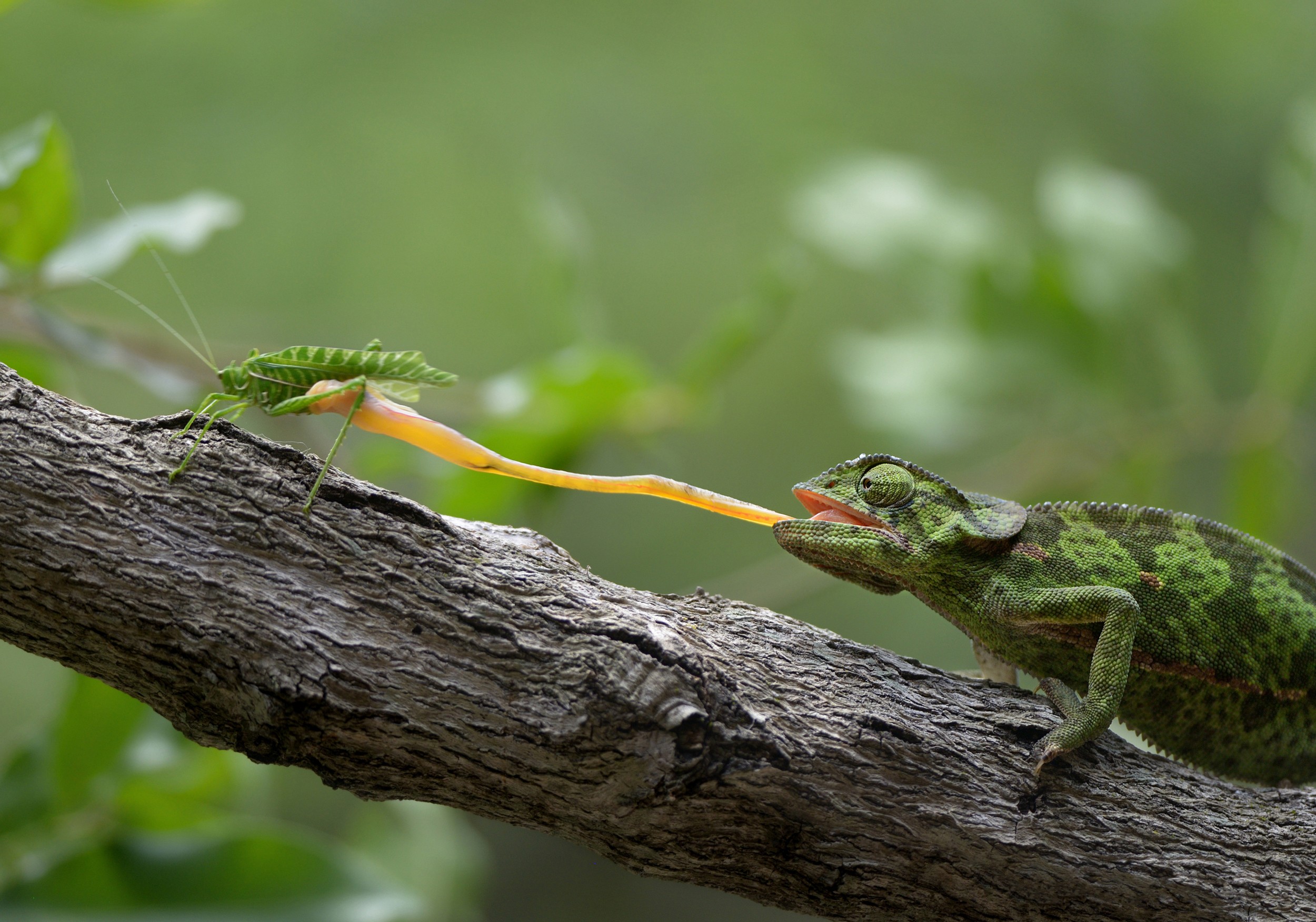 Download mobile wallpaper Animal, Reptile, Chameleon, Reptiles, Grasshopper for free.