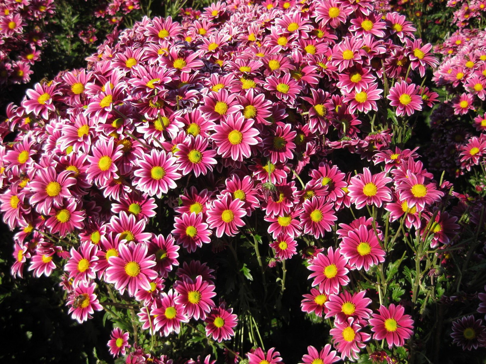 Free download wallpaper Nature, Flowers, Bush, Flower, Close Up, Earth, Daisy, Pink Flower on your PC desktop