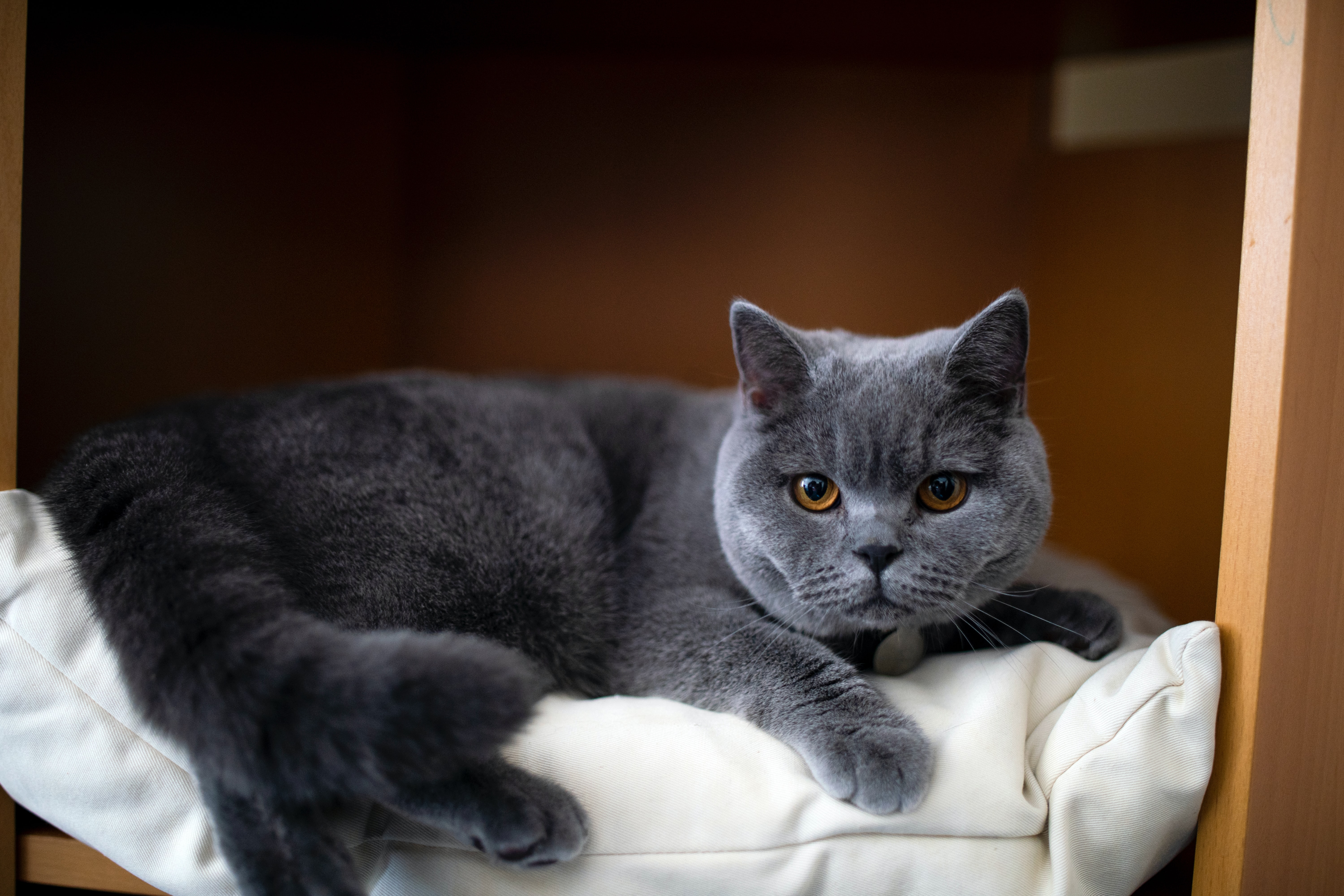Download background animals, cat, pet, sight, opinion, british cat
