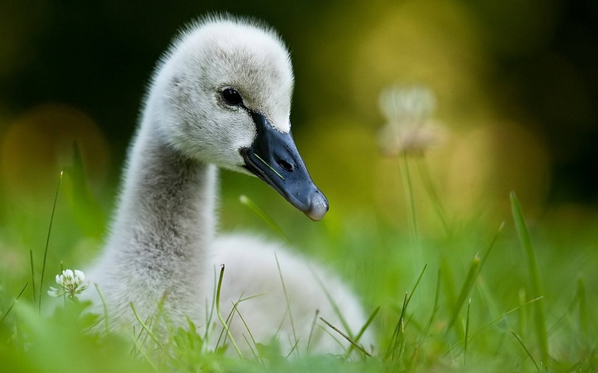 Laden Sie das Swans, Tiere, Vögel-Bild kostenlos auf Ihren PC-Desktop herunter