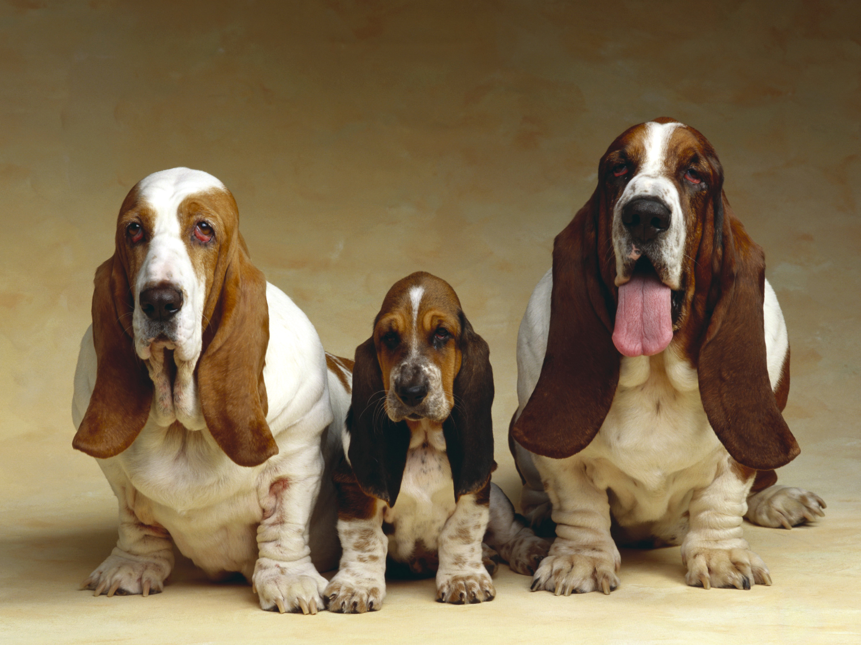 391055 descargar imagen basset hound, animales, perro, perros: fondos de pantalla y protectores de pantalla gratis