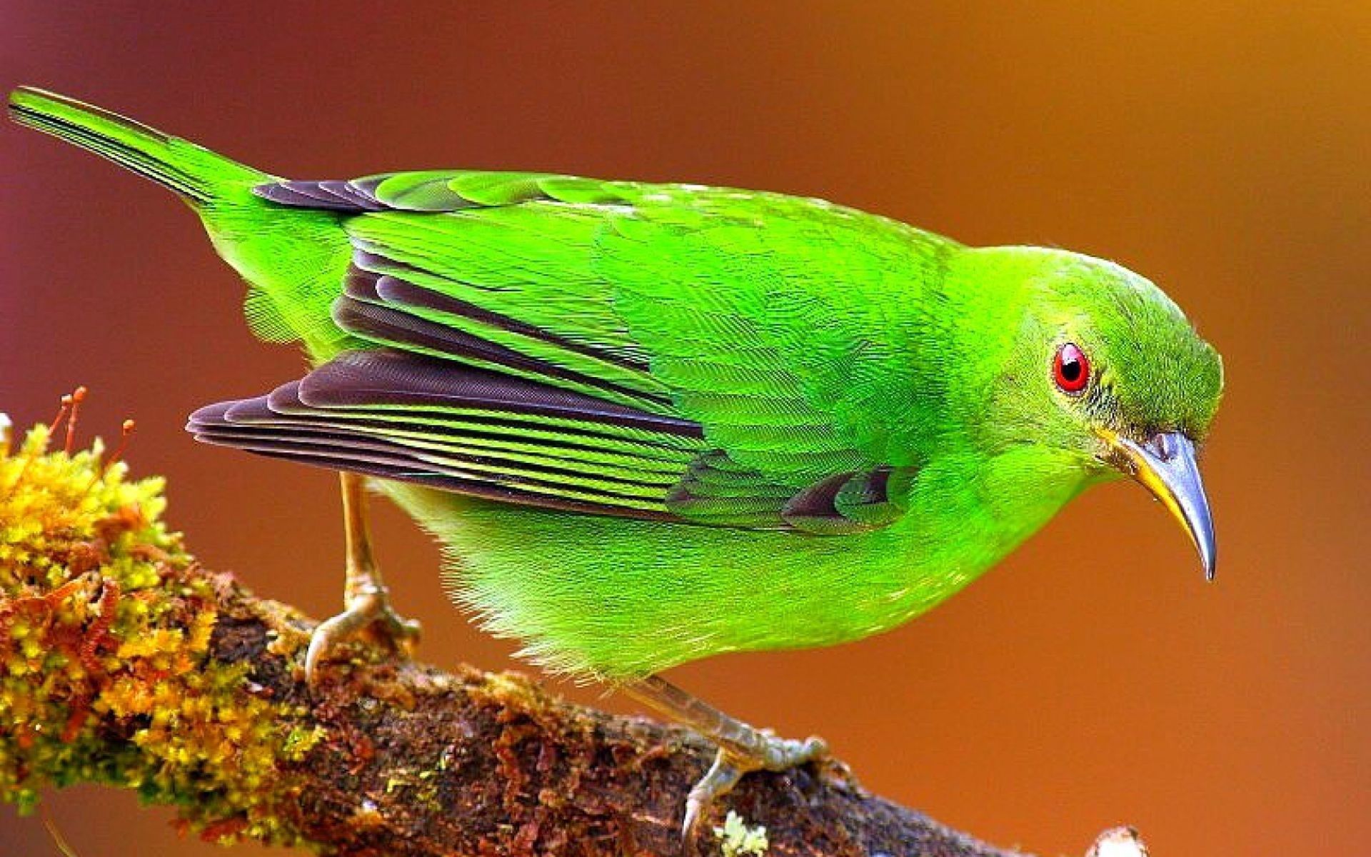 無料モバイル壁紙座る, 動物, 枝, 明るい, ブランチ, 色, 鳥をダウンロードします。