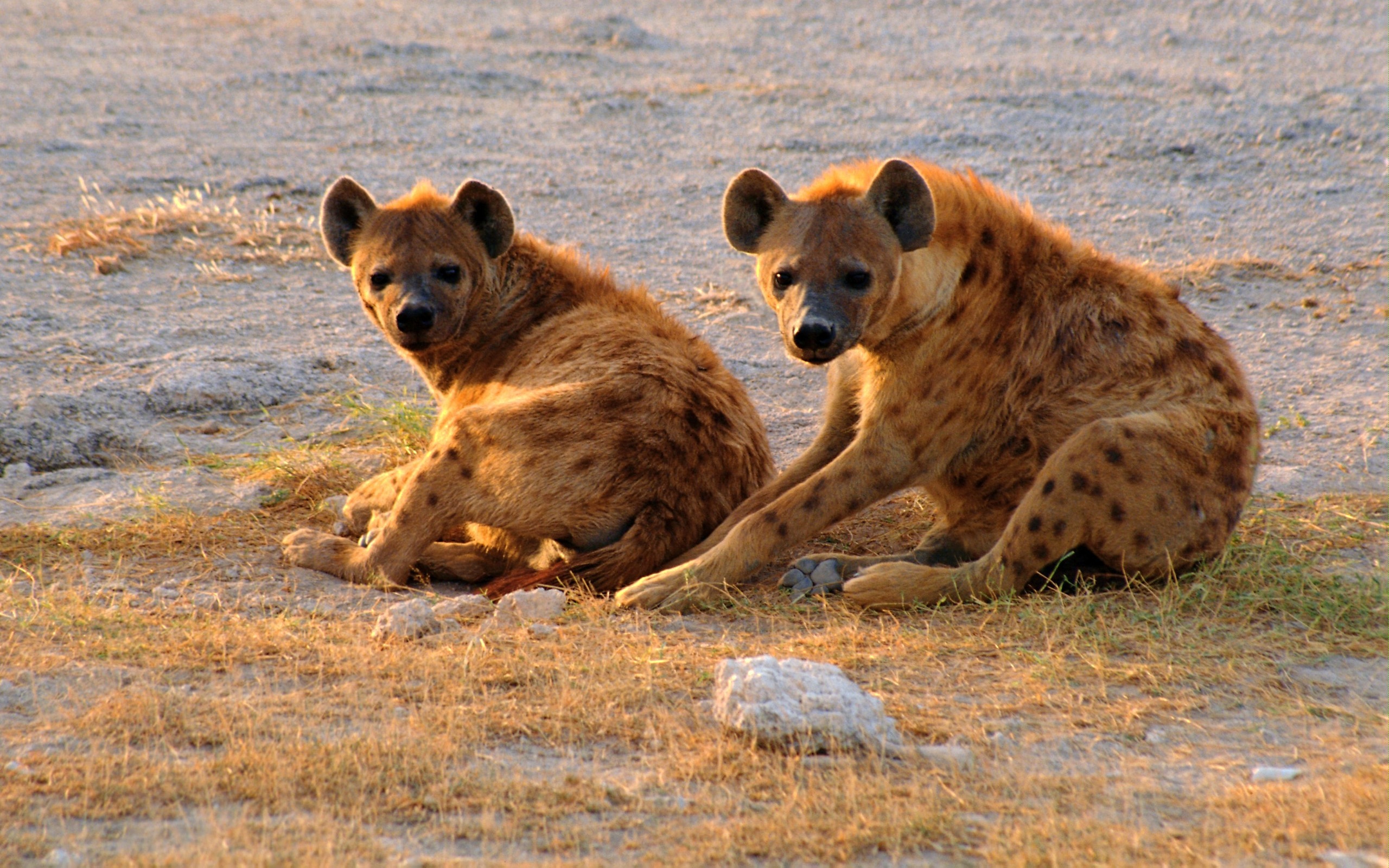 577051 baixar papel de parede animais, hiena malhada - protetores de tela e imagens gratuitamente