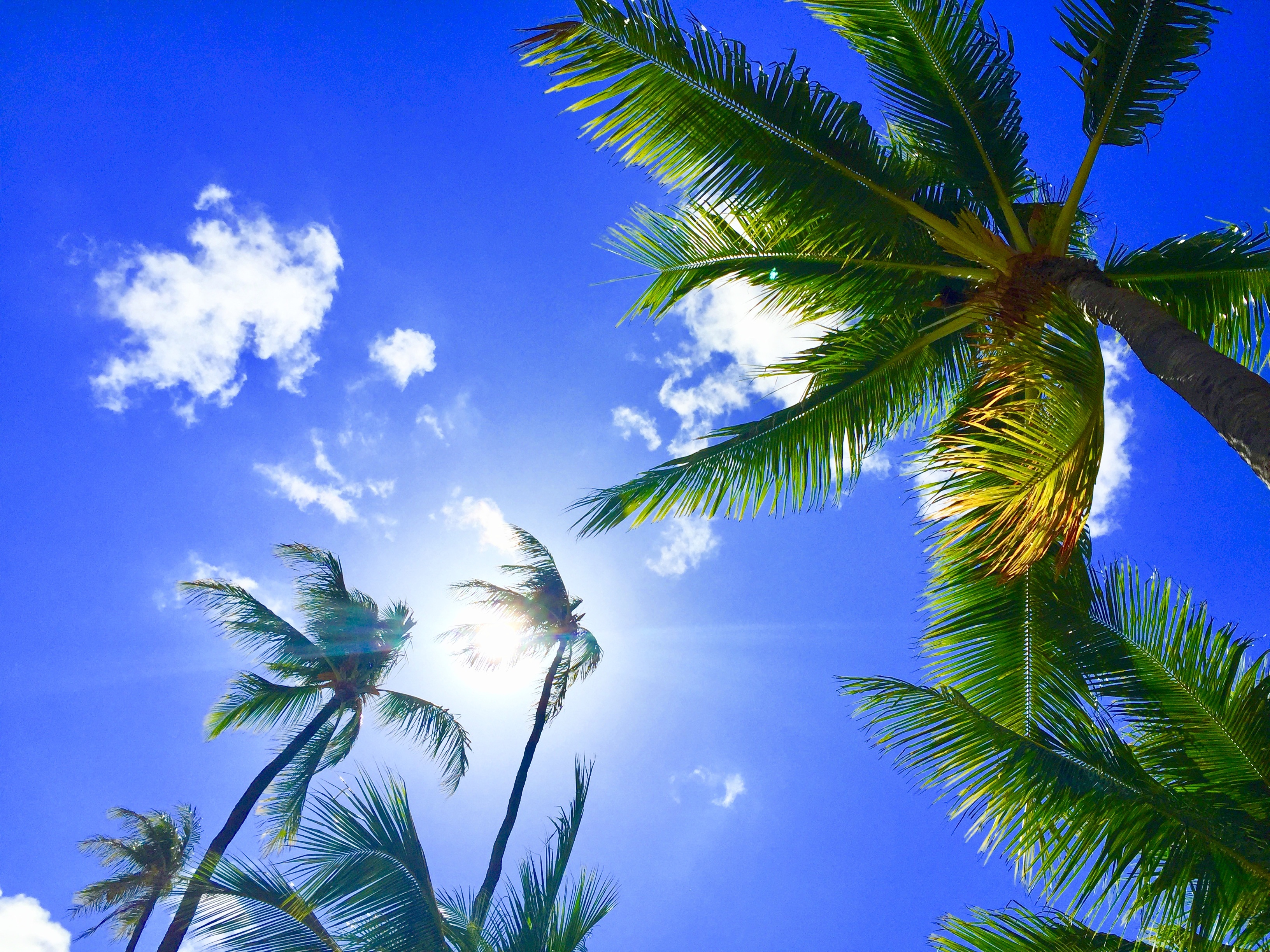 154267 скачать обои тропики, гавайи, пальмы, природа, небо, алоха - заставки и картинки бесплатно
