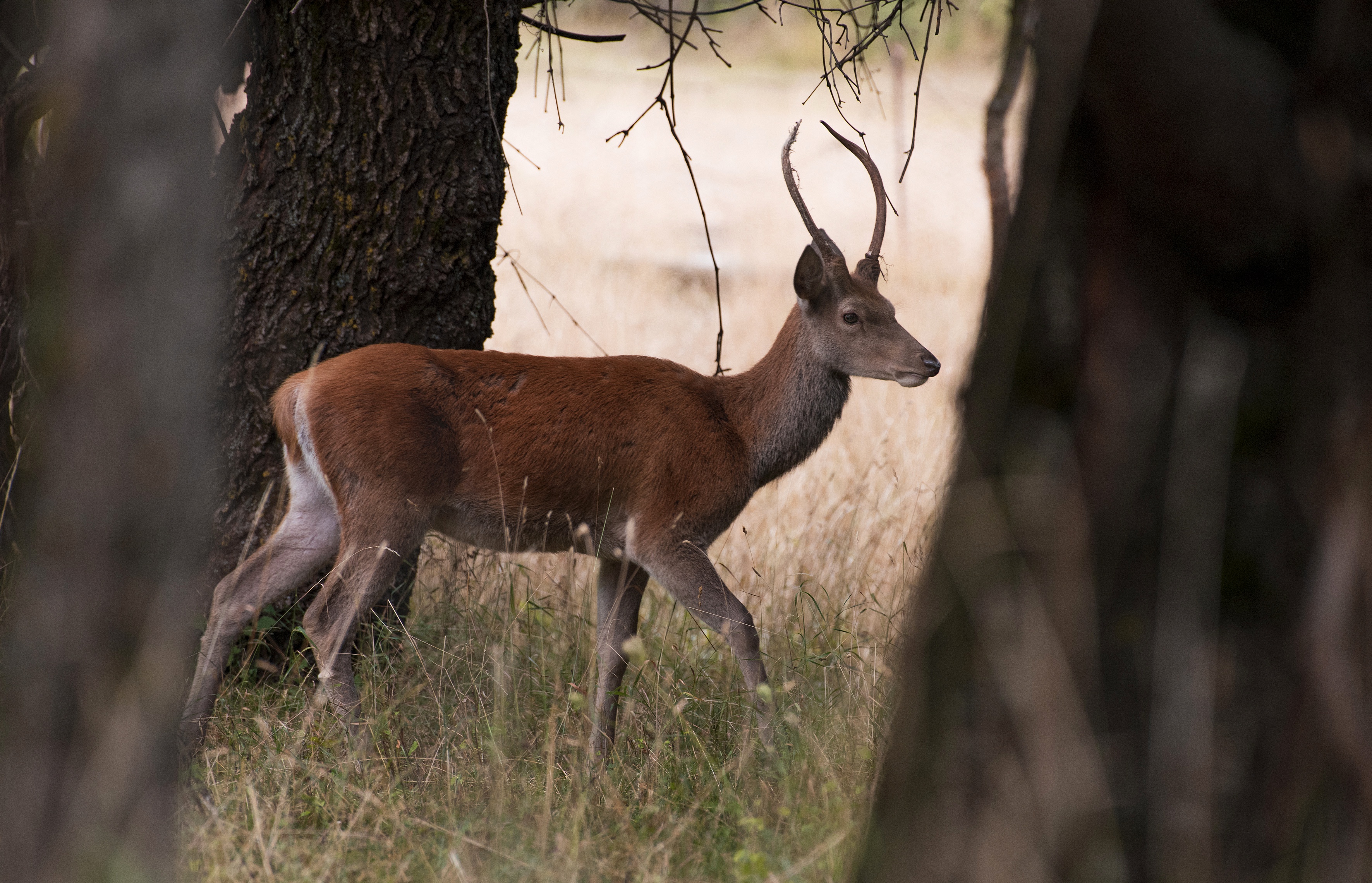 Handy-Wallpaper Tiere, Hirsch kostenlos herunterladen.