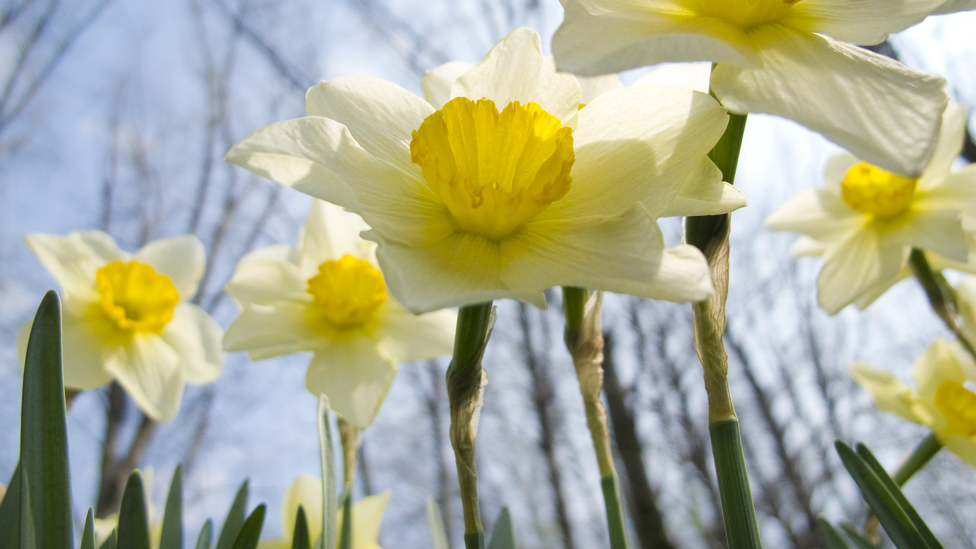 Download mobile wallpaper Daffodil, Flowers, Nature, Flower, Earth for free.