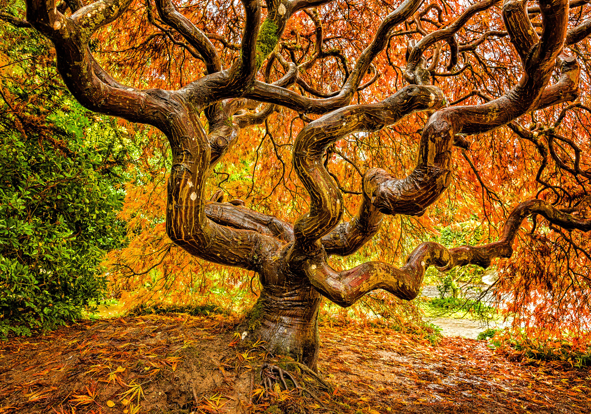 Скачать обои бесплатно Деревья, Осень, Дерево, Земля/природа, Витое Дерево картинка на рабочий стол ПК