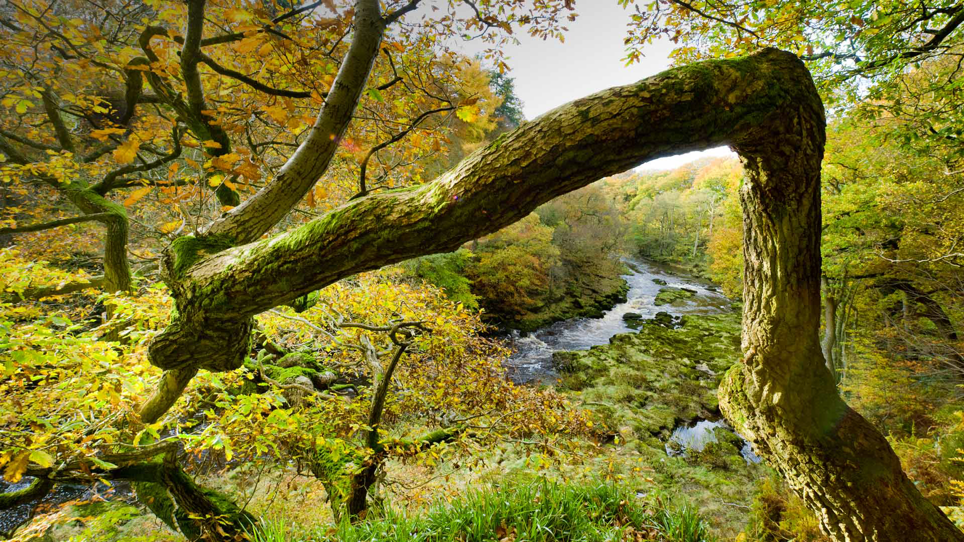 Handy-Wallpaper Natur, Wald, Baum, Ast, Fluss, Erde/natur kostenlos herunterladen.