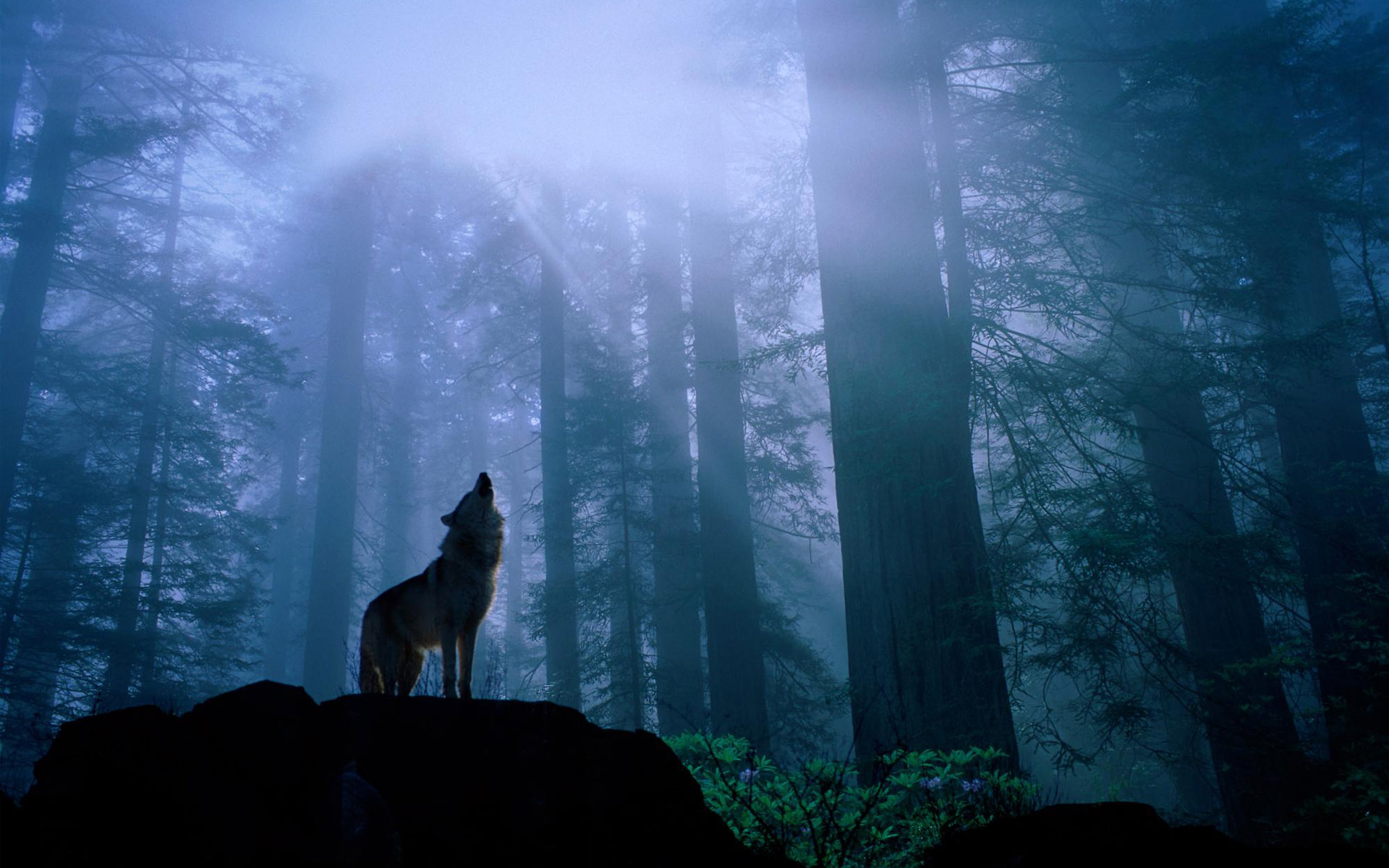 287365 télécharger l'image loup, wolves, animaux - fonds d'écran et économiseurs d'écran gratuits
