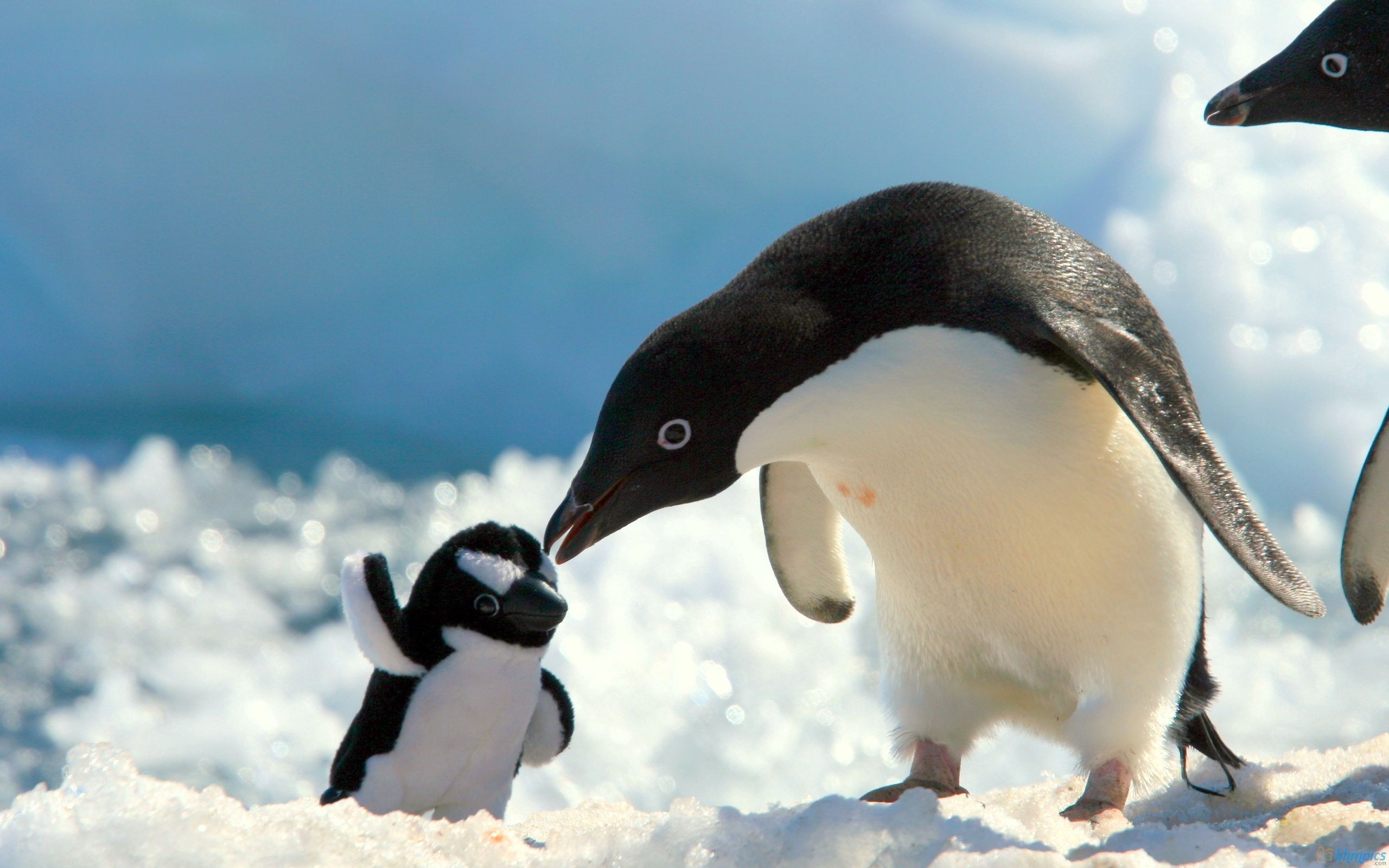 87231 Bild herunterladen tiere, pinguins, schnee, junge, pflege, joey - Hintergrundbilder und Bildschirmschoner kostenlos