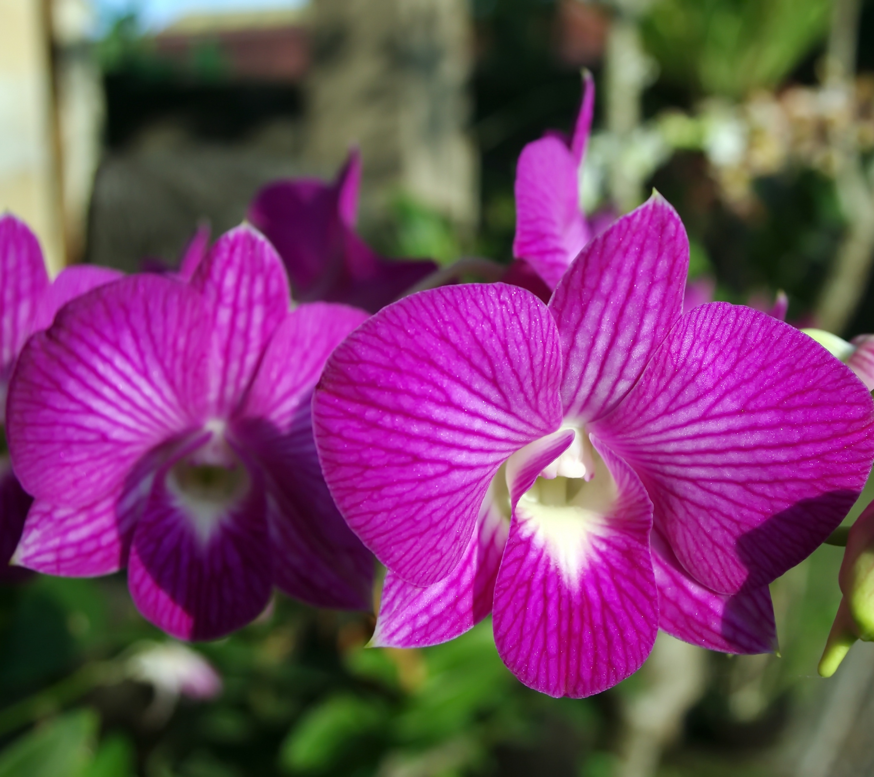 Free download wallpaper Nature, Flowers, Flower, Earth, Orchid, Purple Flower on your PC desktop
