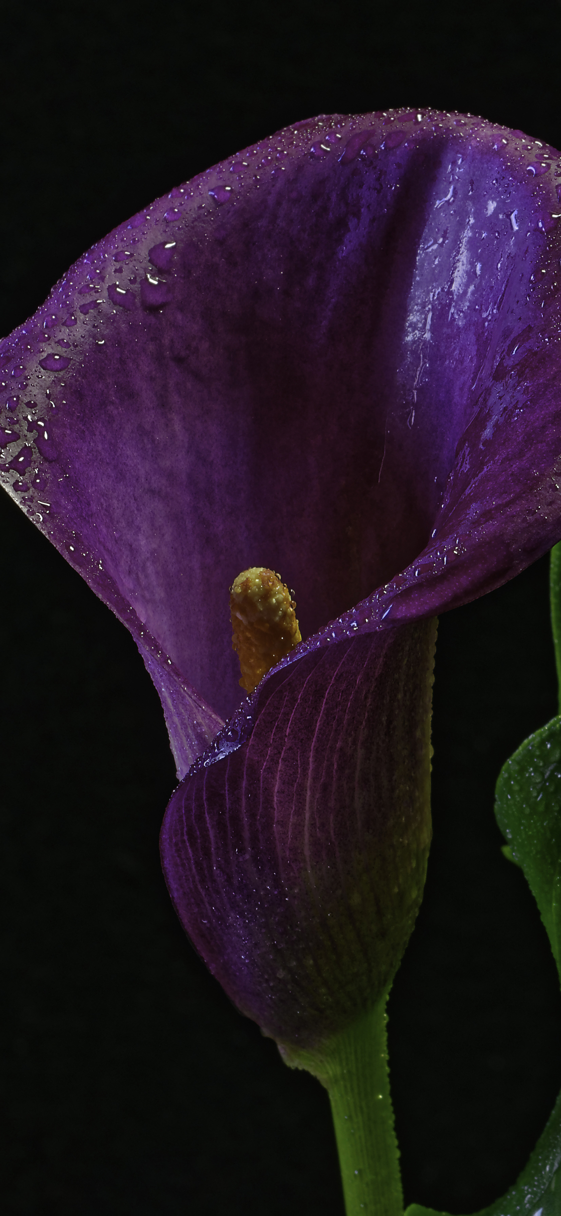 Download mobile wallpaper Nature, Flowers, Flower, Close Up, Earth, Purple Flower, Water Drop, Calla Lily for free.