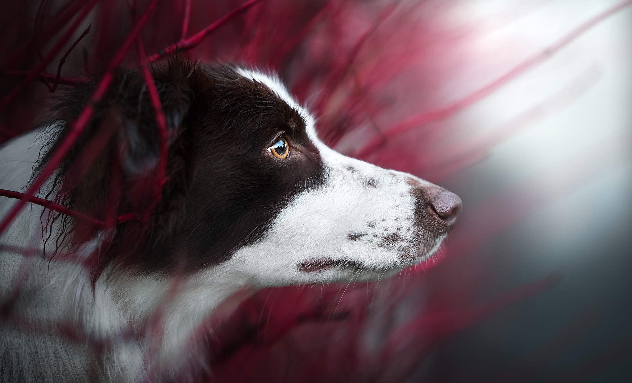 Download mobile wallpaper Dogs, Dog, Muzzle, Animal, Border Collie for free.
