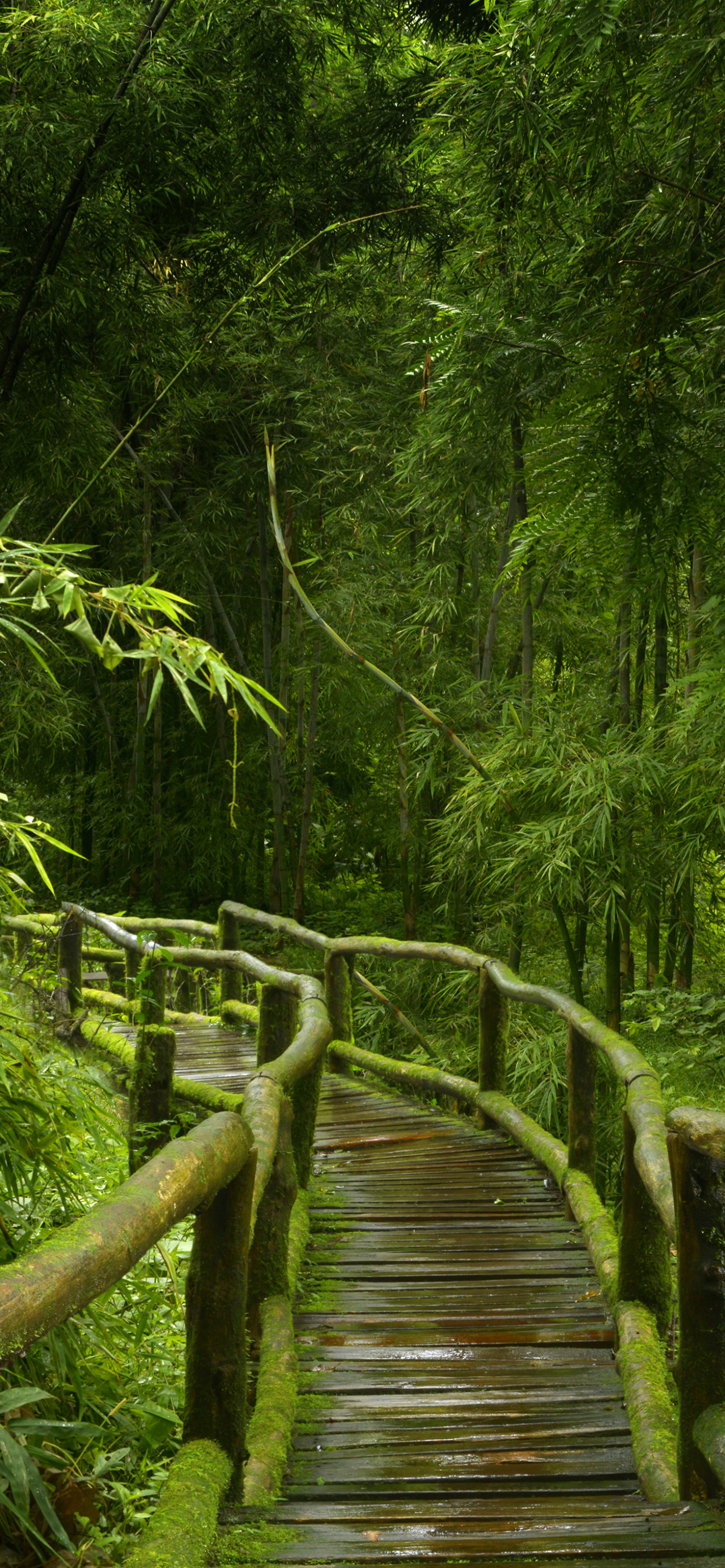 Download mobile wallpaper Path, Bamboo, Boardwalk, Man Made, Greenery for free.