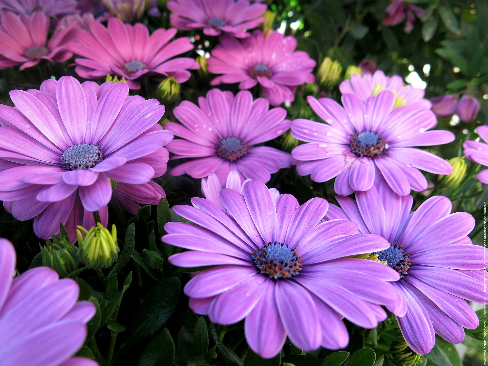 PCデスクトップに花, 地球, デイジー, アフリカンデイジー, 紫色の花画像を無料でダウンロード