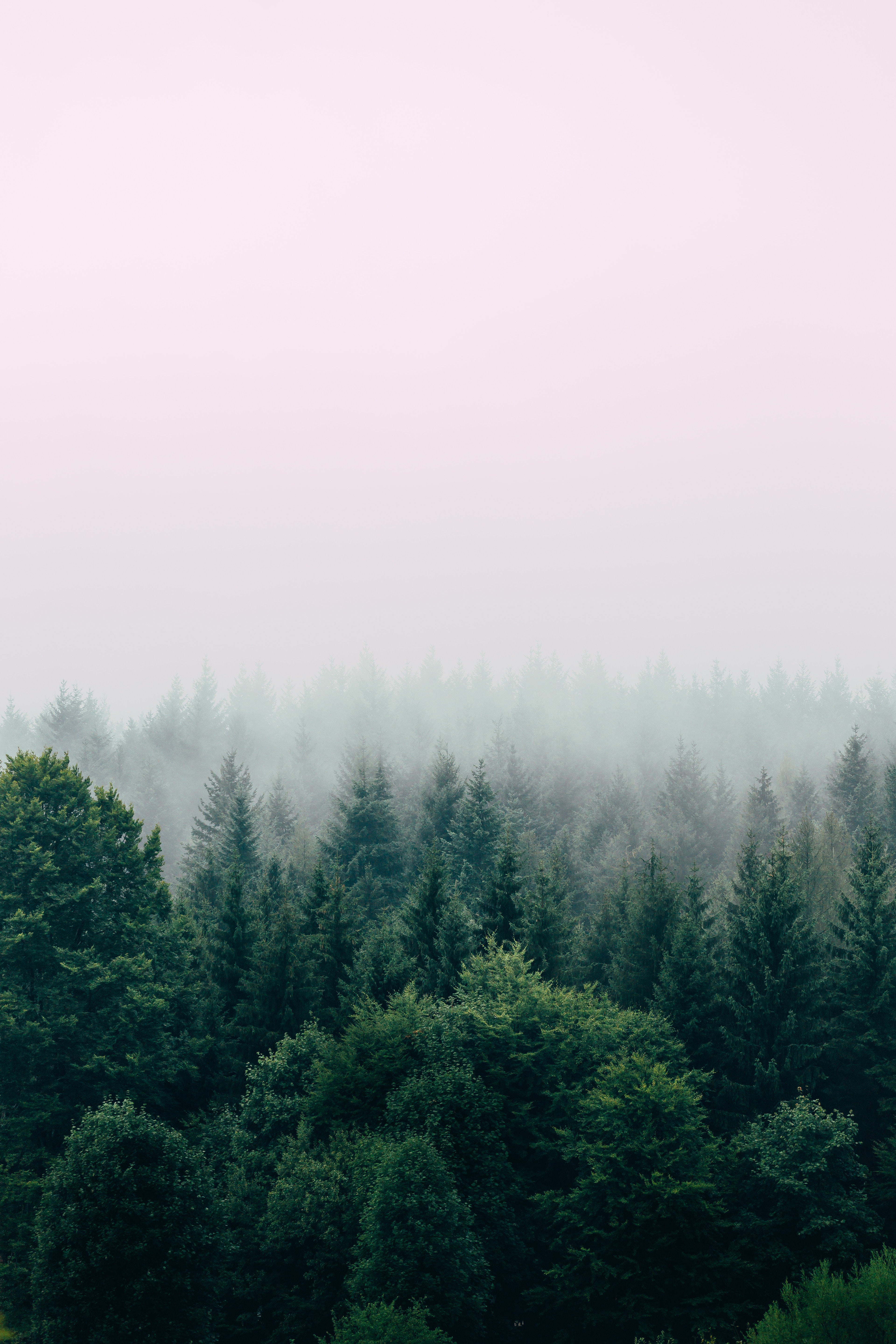 forest, fog, nature, trees, sky, view from above Full HD