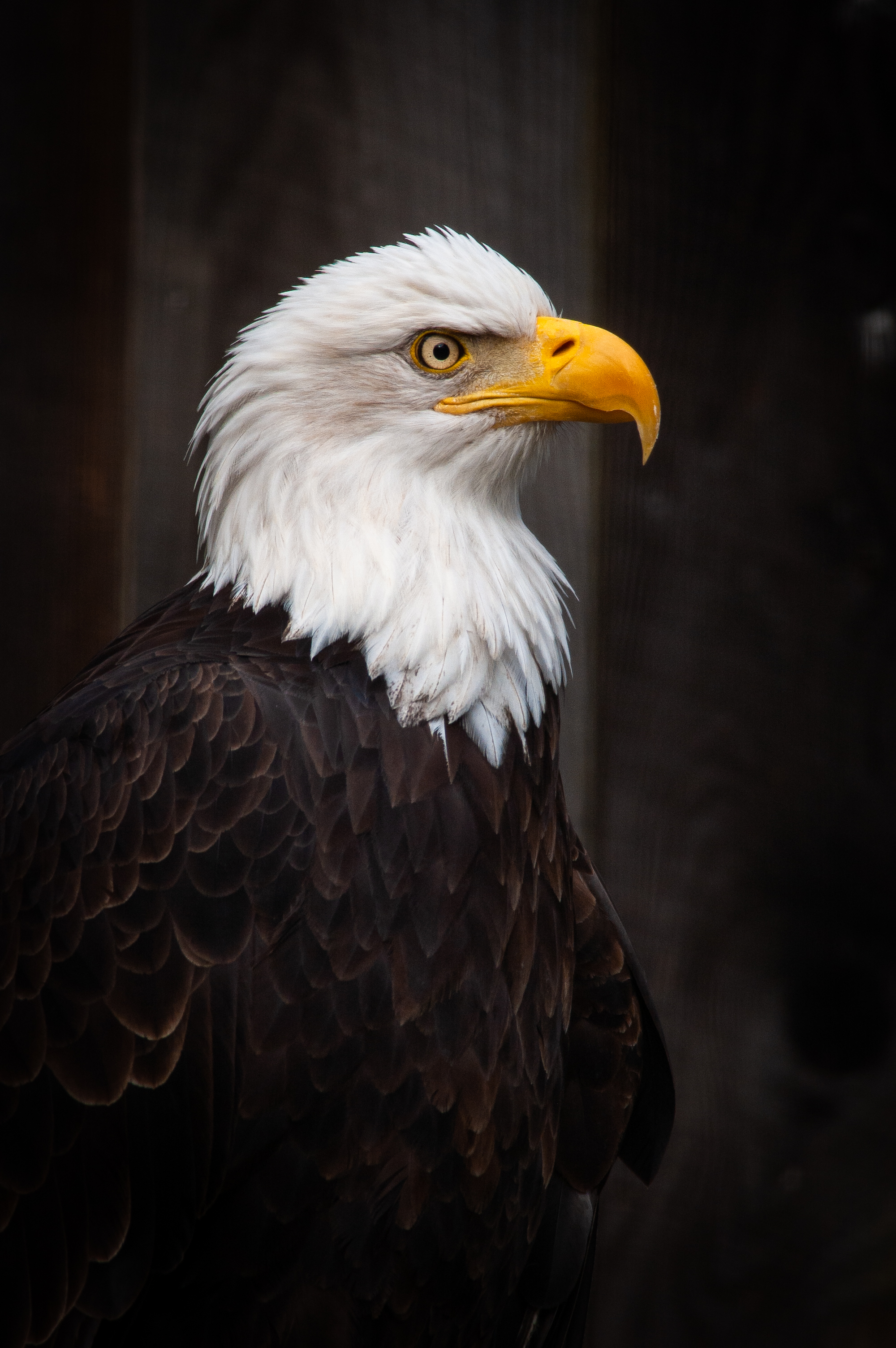 eagle, predator, animals, feather, bird, beak HD wallpaper