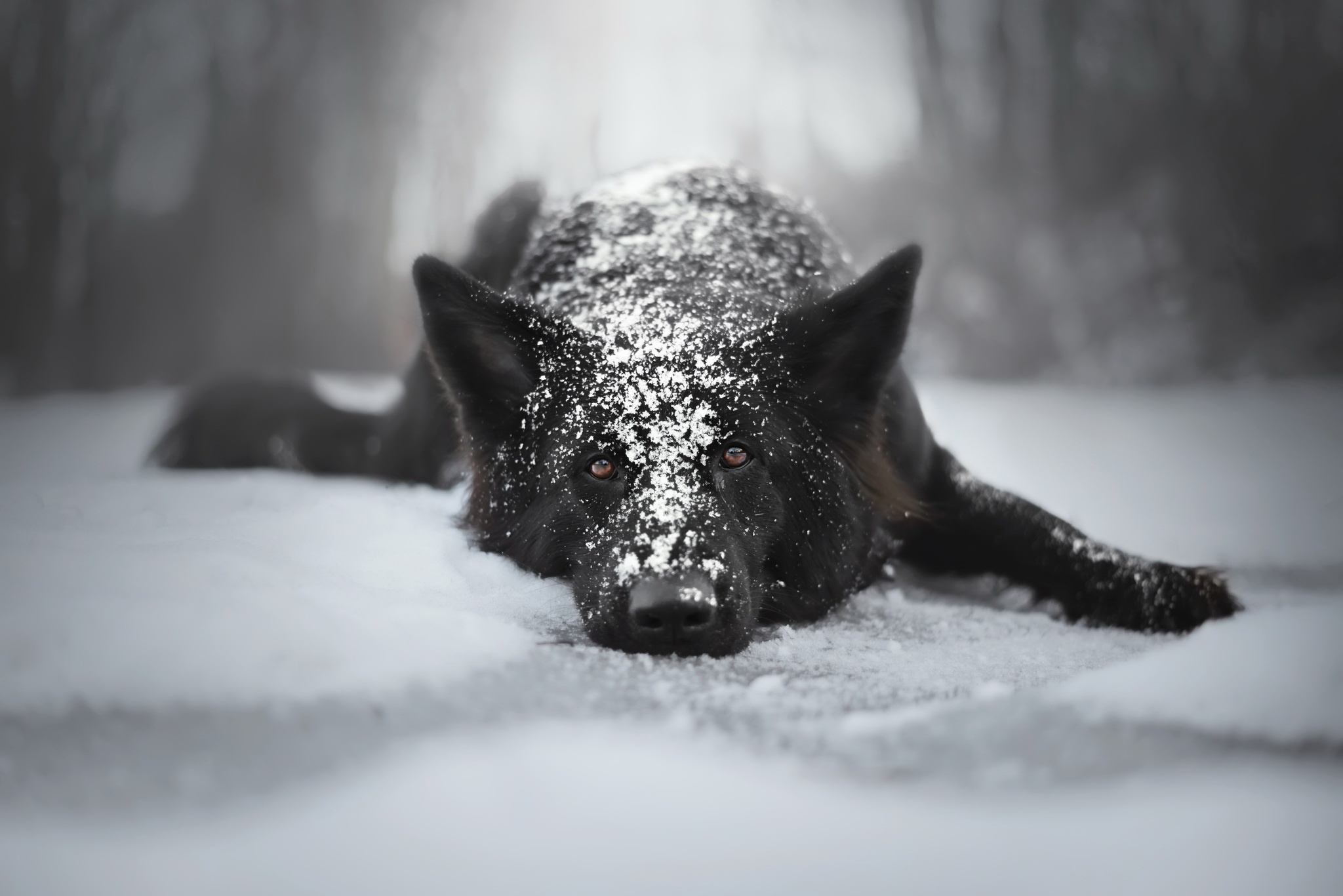 Laden Sie das Tiere, Winter, Hunde, Hund, Schäferhund-Bild kostenlos auf Ihren PC-Desktop herunter