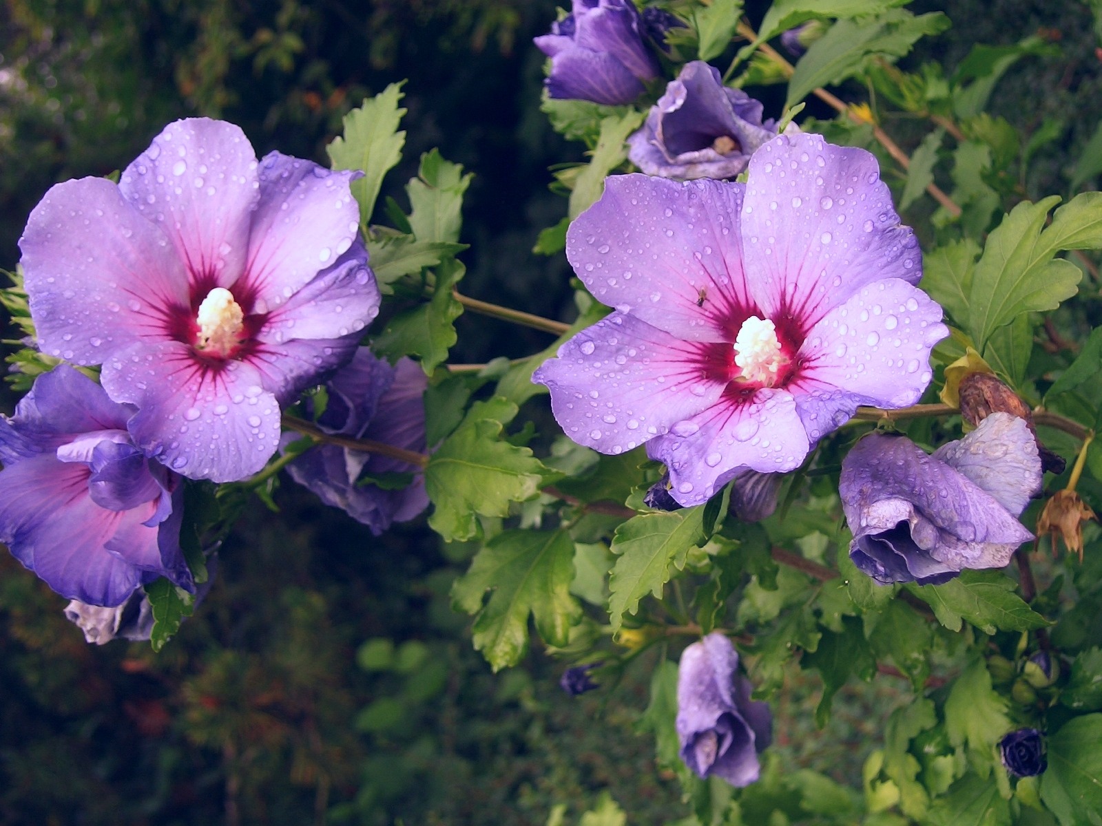 Téléchargez gratuitement l'image Fleur, Terre/nature sur le bureau de votre PC