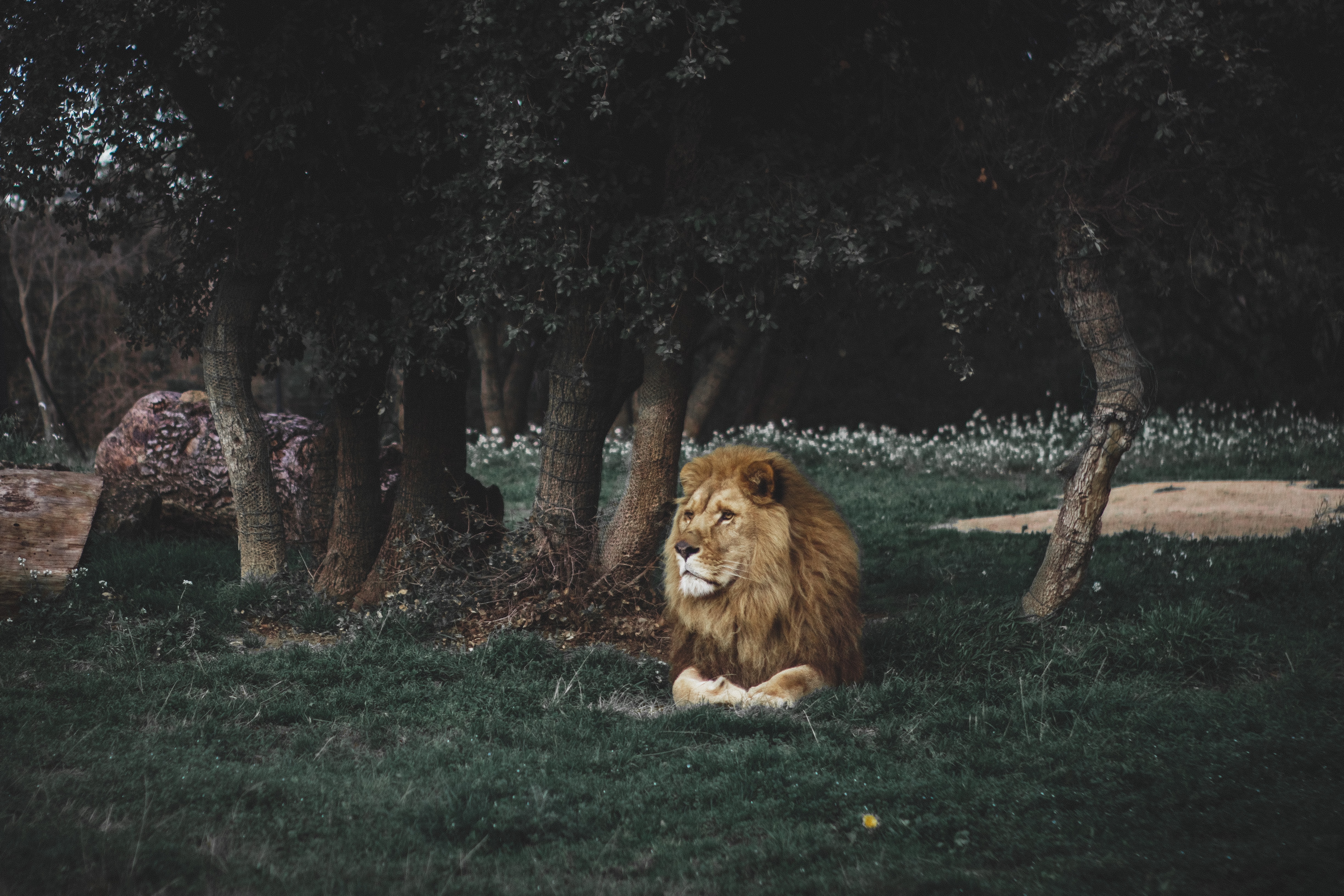 lion, wildlife, animals, predator, big cat, mane Full HD