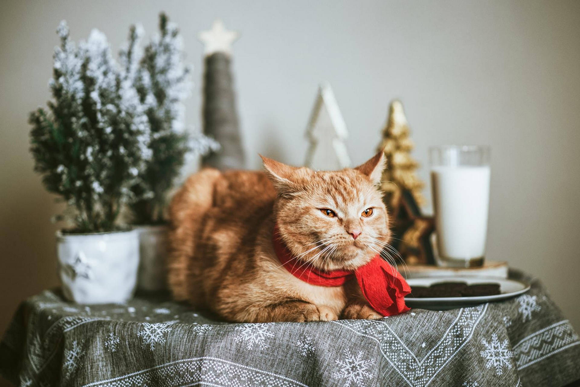 Baixar papel de parede para celular de Animais, Gatos, Gato gratuito.