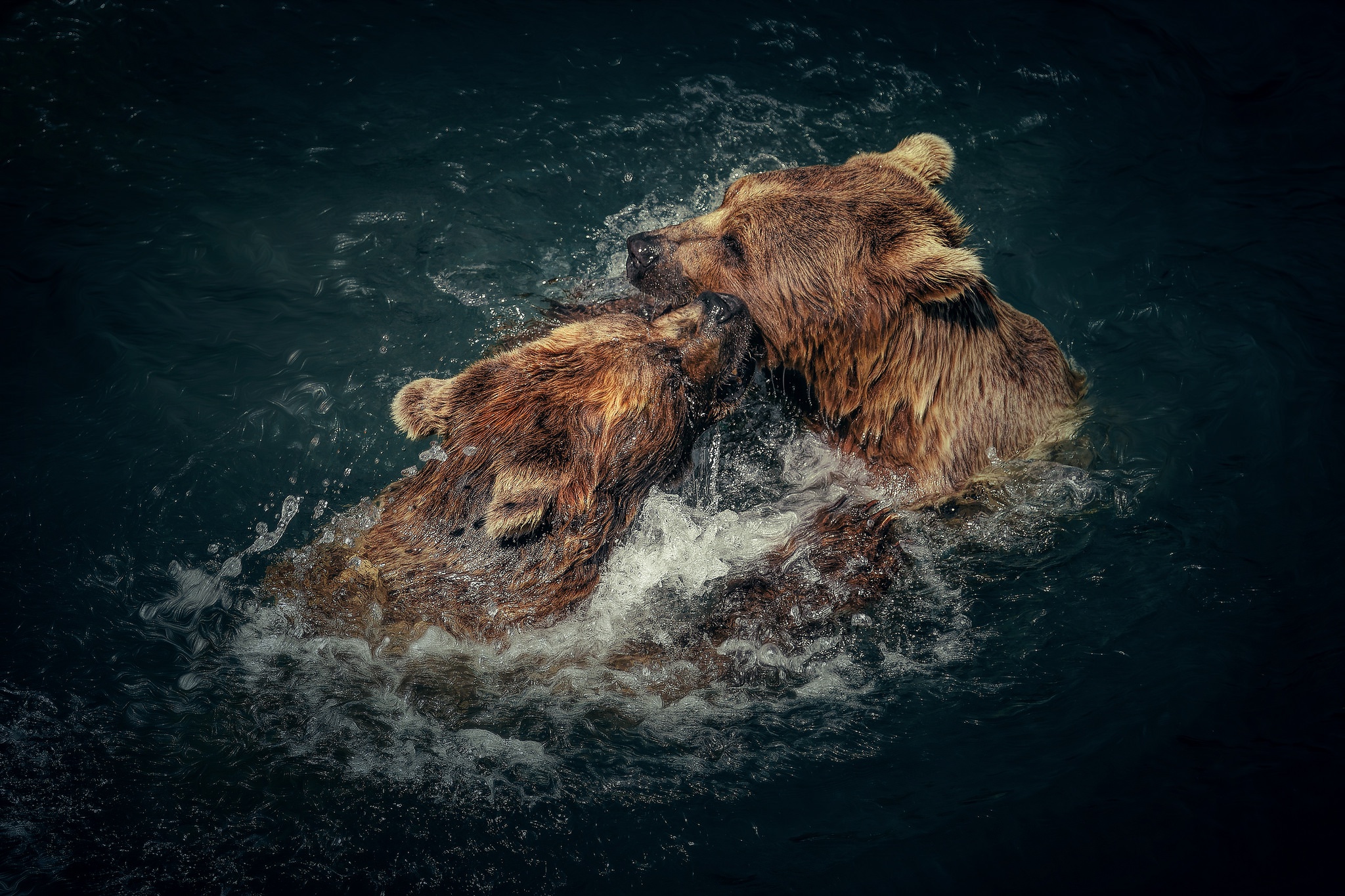 Free download wallpaper Water, Bears, Bear, Animal on your PC desktop