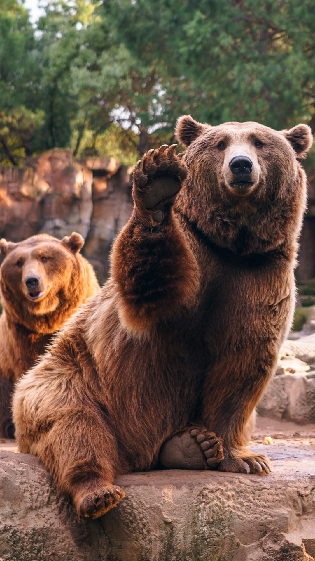 Handy-Wallpaper Tiere, Bären, Bär, Zoo, Tiefenschärfe kostenlos herunterladen.