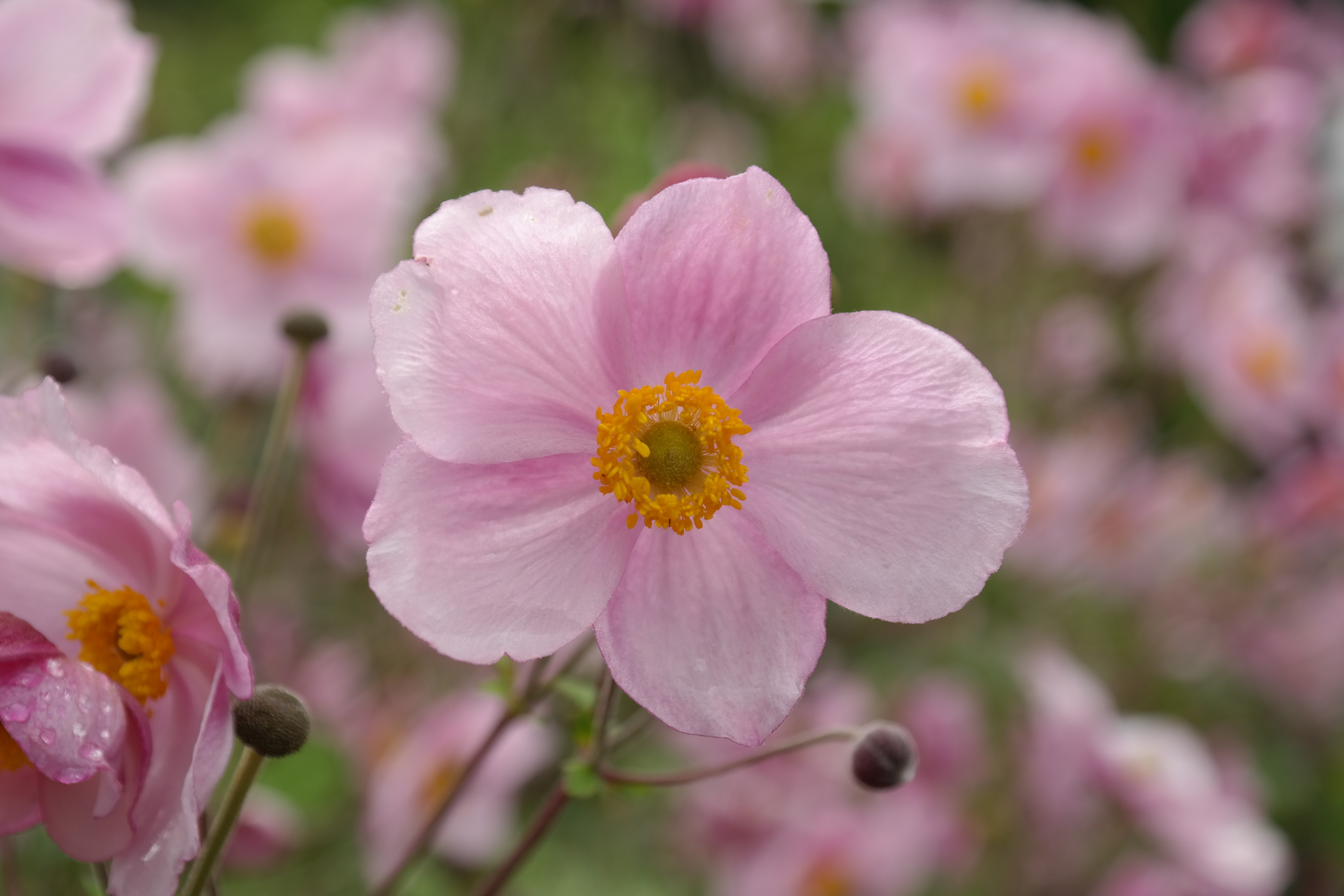 無料モバイル壁紙自然, フラワーズ, 花, 地球, ぼかし, ピンクの花をダウンロードします。